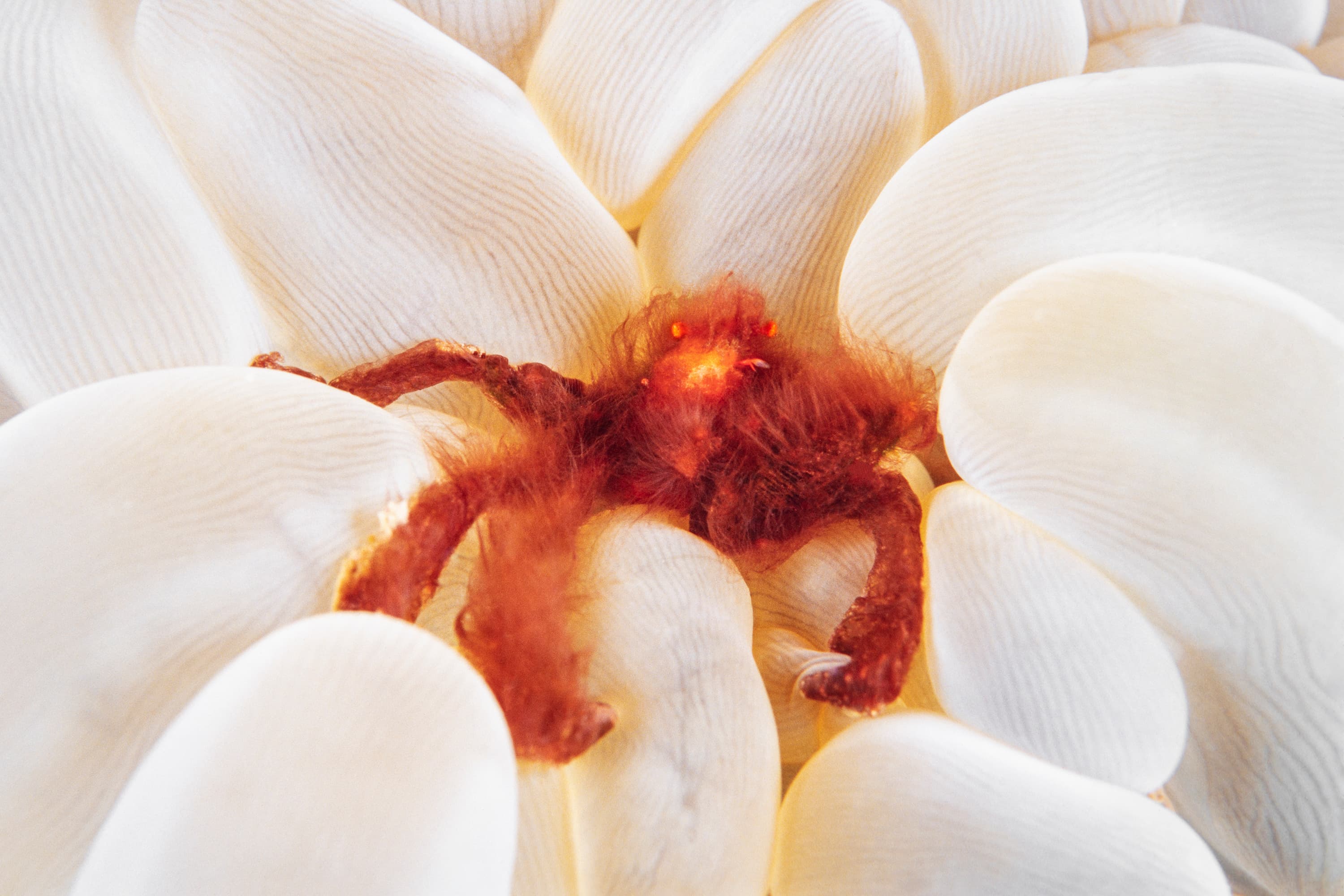 Orangutan Crab (Achaeus Japonicus) on coral, Lembeh Strait, Indonesia