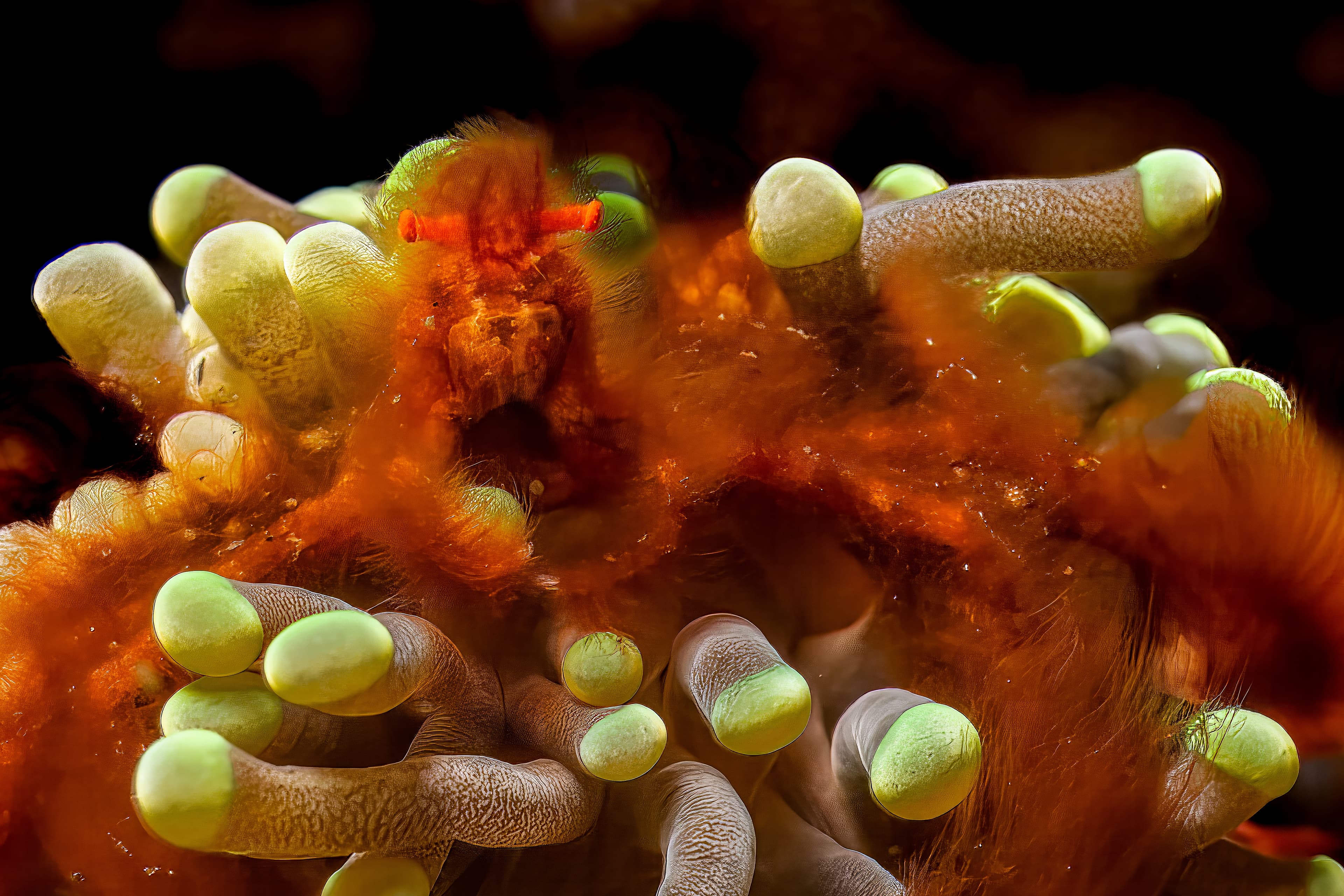 Orangutan Crab (Achaeus Japonicus) in Komodo Nationalpark