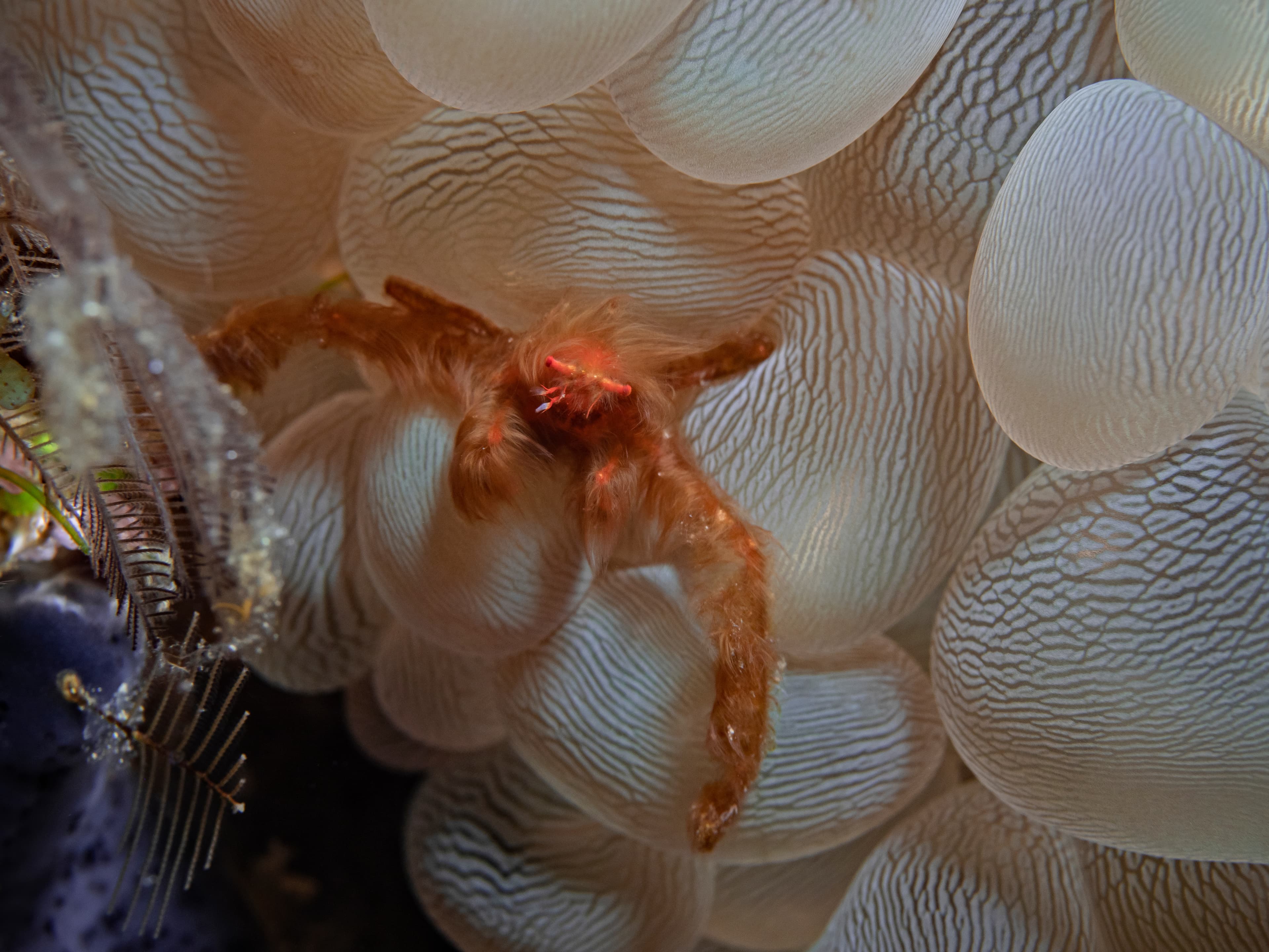 Orangutan Crab on coral