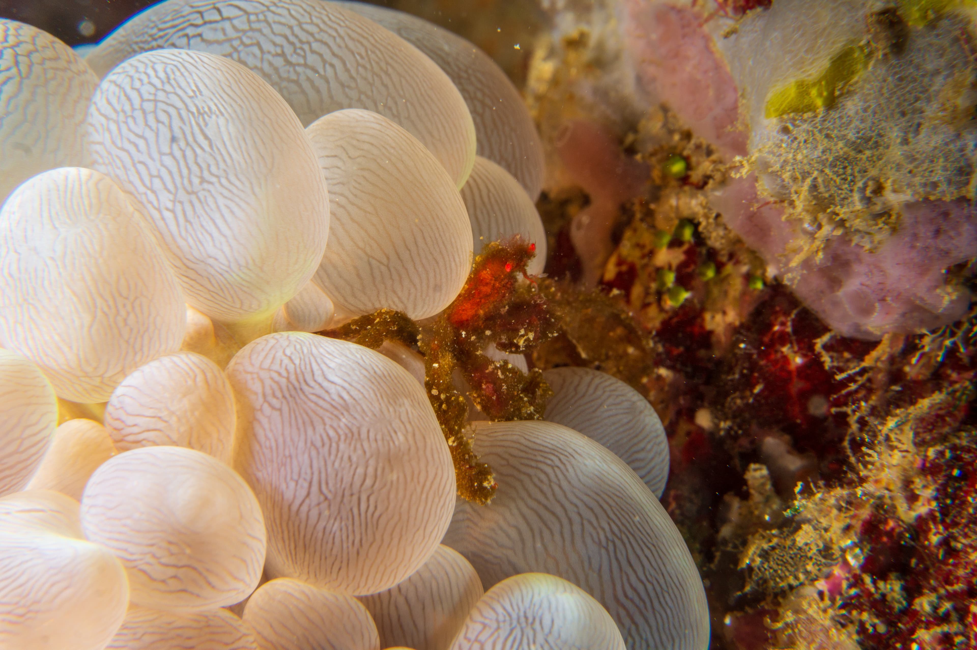 Orangutan Crab (Achaeus Japonicus) nestled in bubble coral near Anilao, Batangas, Philippines