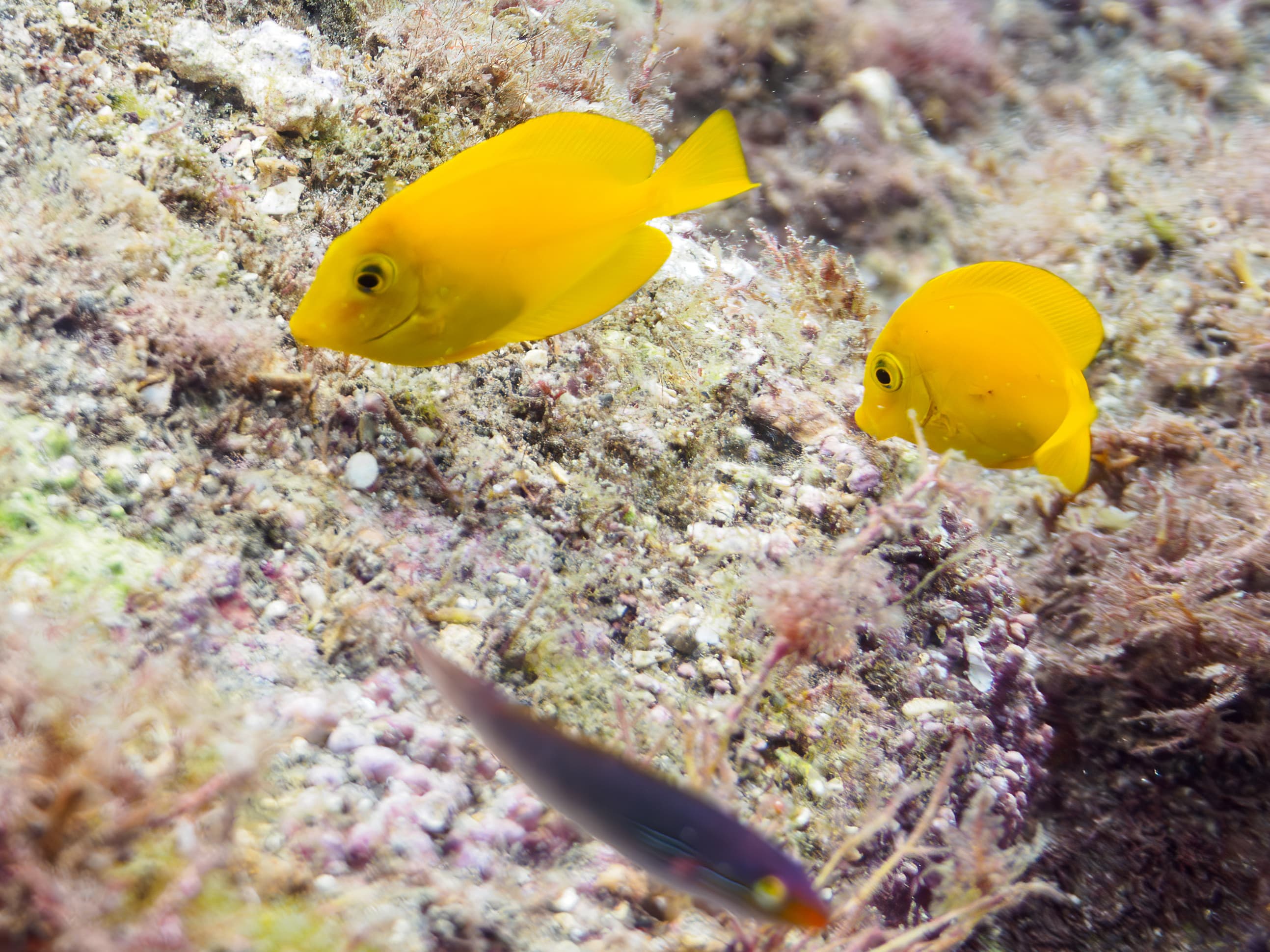 Adorable juvenile (brightly yellow colored) Orange Shoulder Tangs at Hirizo Beach

静岡県伊豆半島賀茂郡南伊豆町中木から渡し船で渡るヒリゾ浜にて。
2023年水中撮影。


A school of the Lovely Orangespot Surgeonfish (Acanthurus olivaceus) juvenile and Heavenly Damselfish.

At Hiri