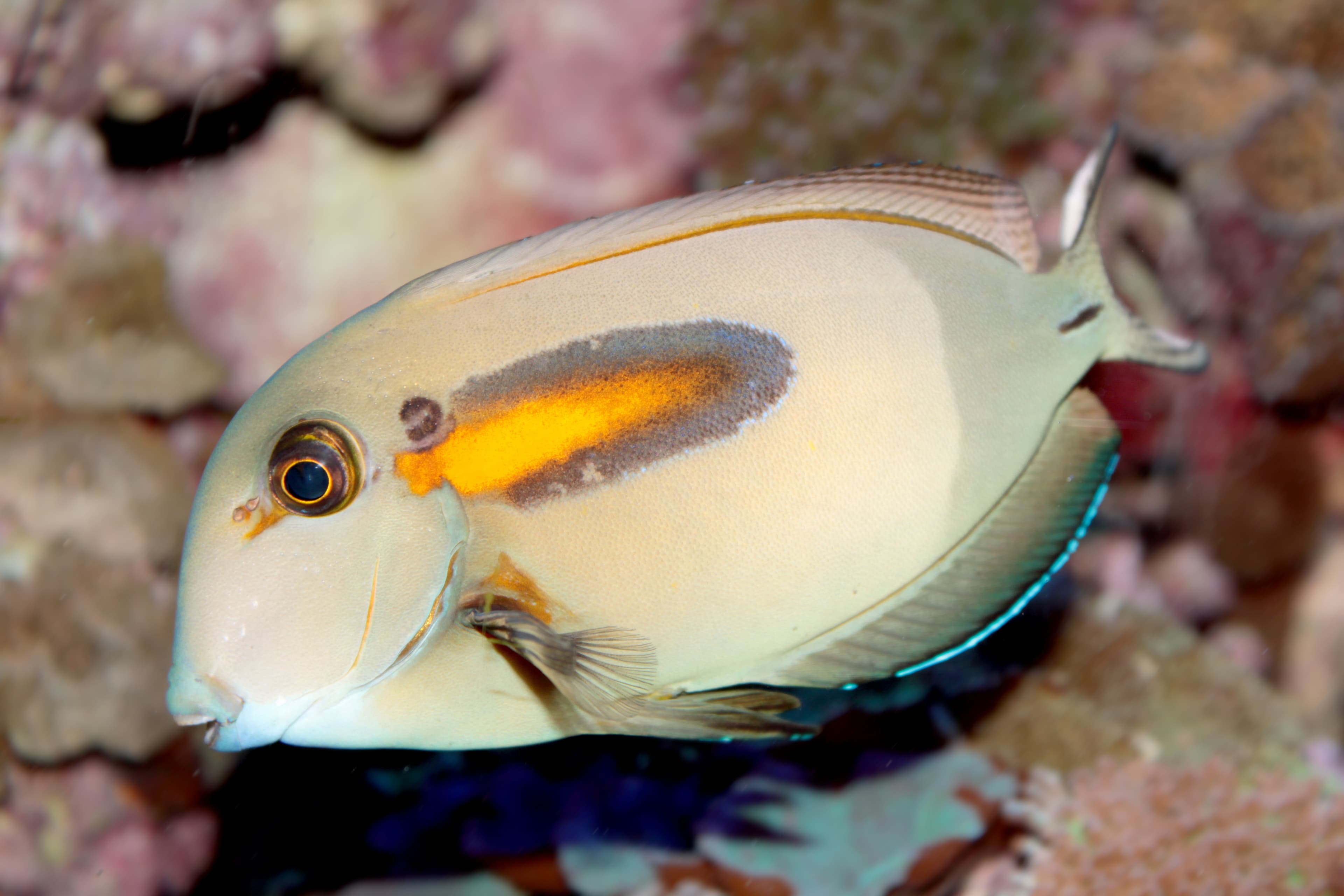 Orangeband Surgeonfish (Acanthurus olivaceus)