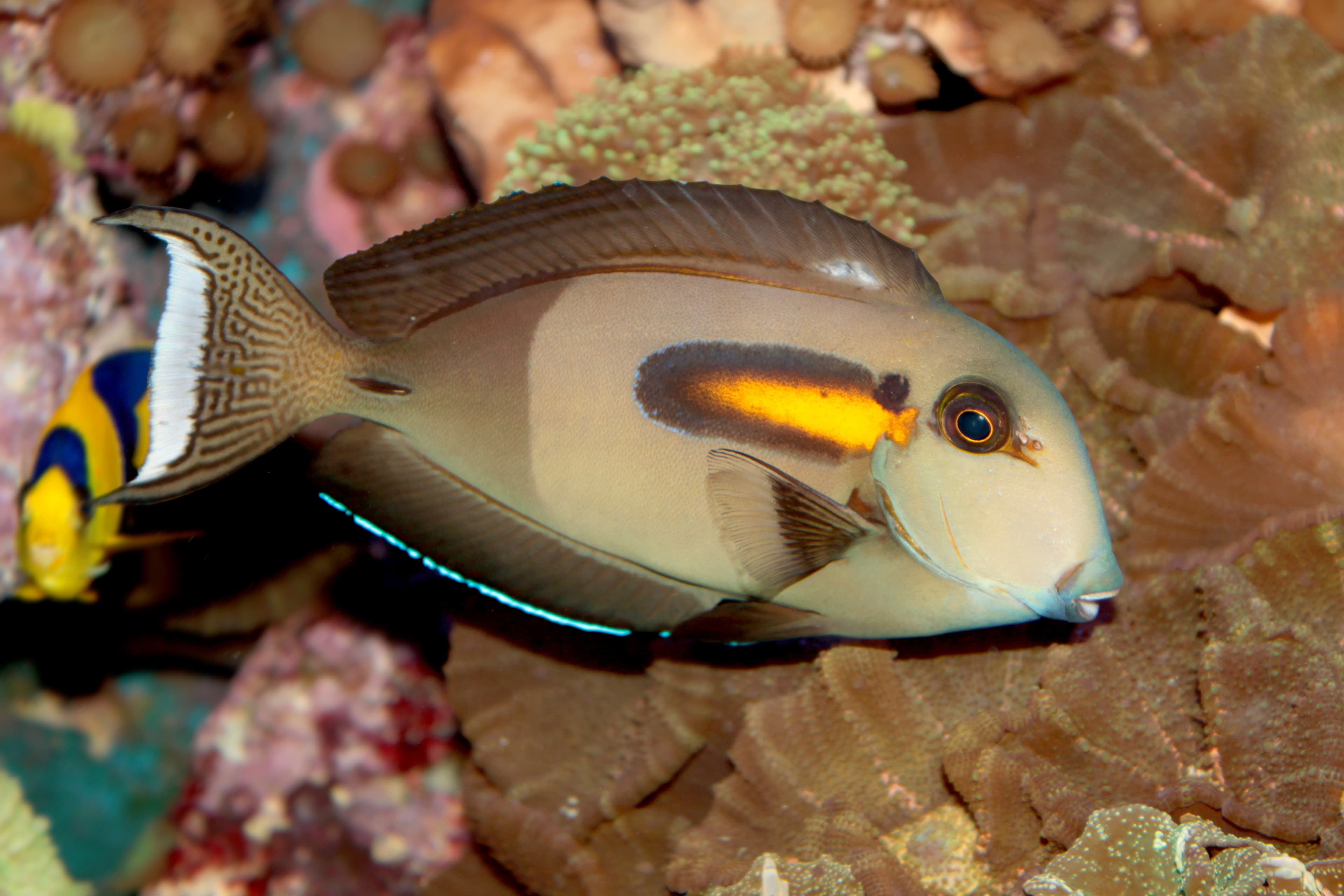 Orangeband Surgeonfish (Acanthurus olivaceus)