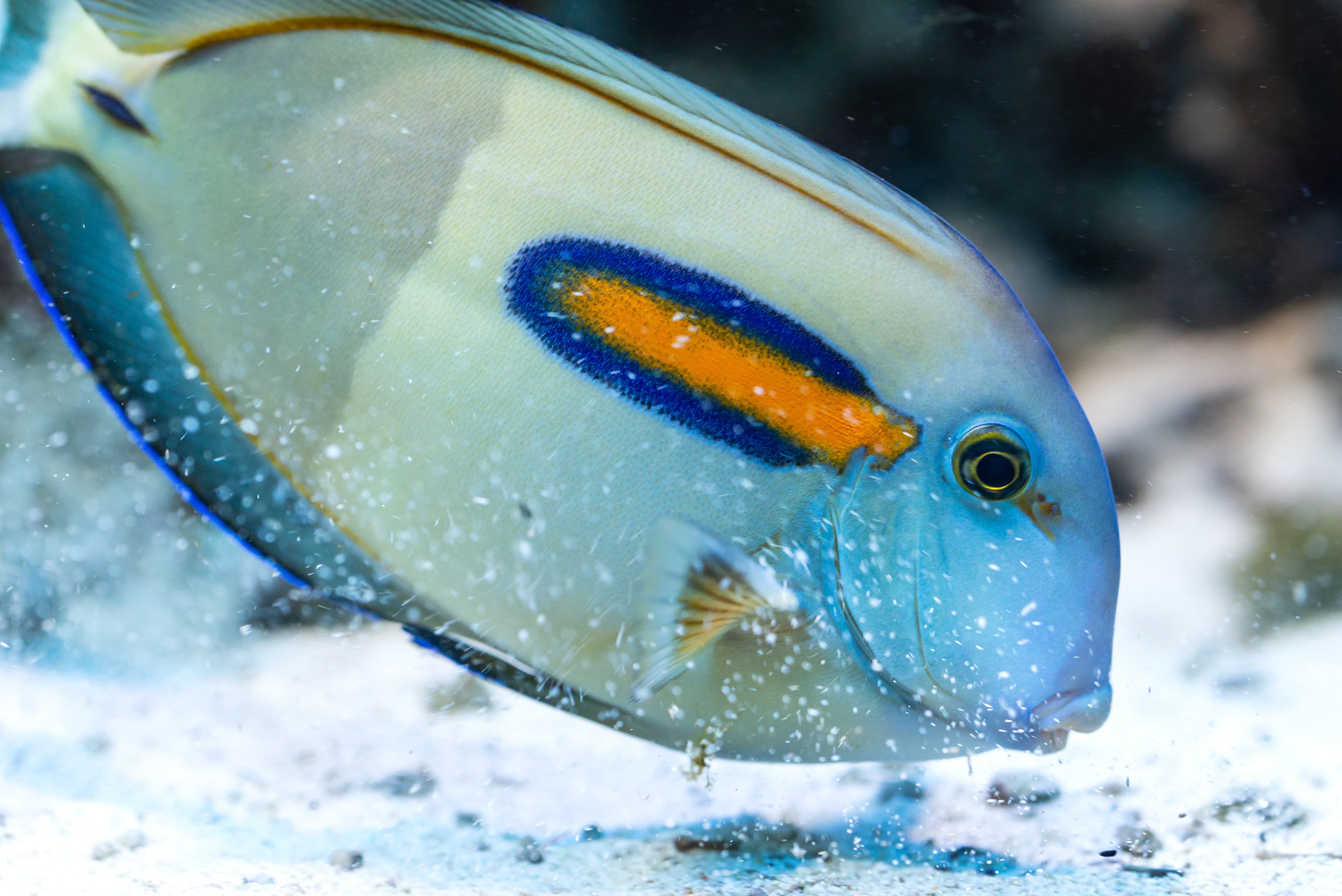 Acanthurus olivaceus - Orangeband Surgeonfish