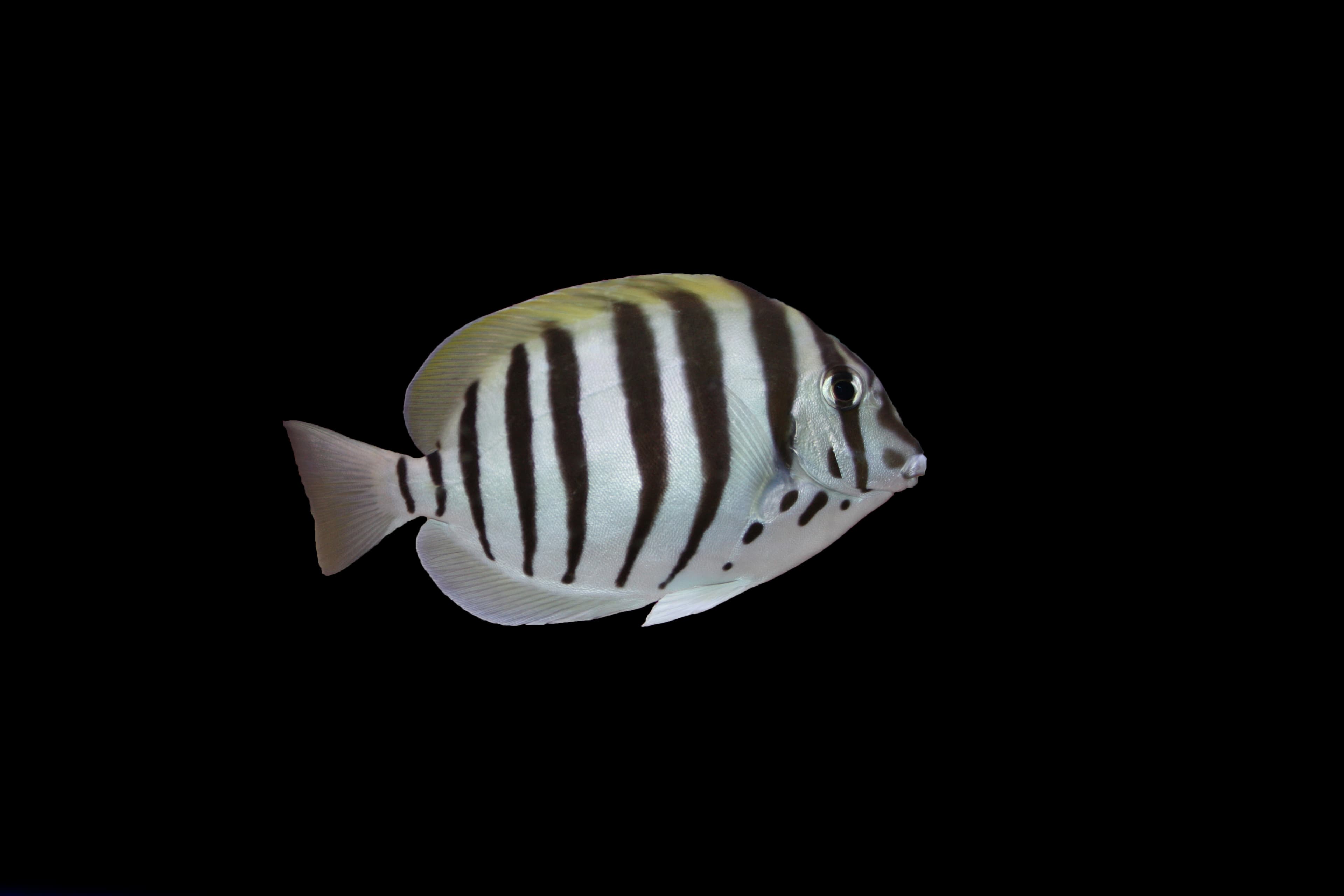 Black-barred Surgeonfish (Acanthurus polyzona) on black background