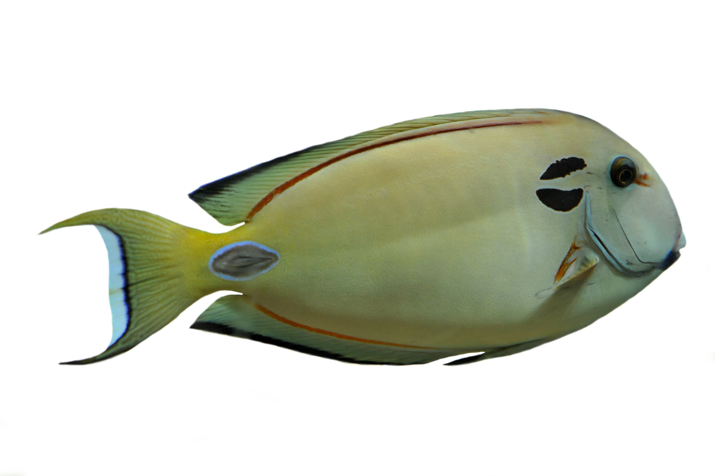 Acanthurus tennenti