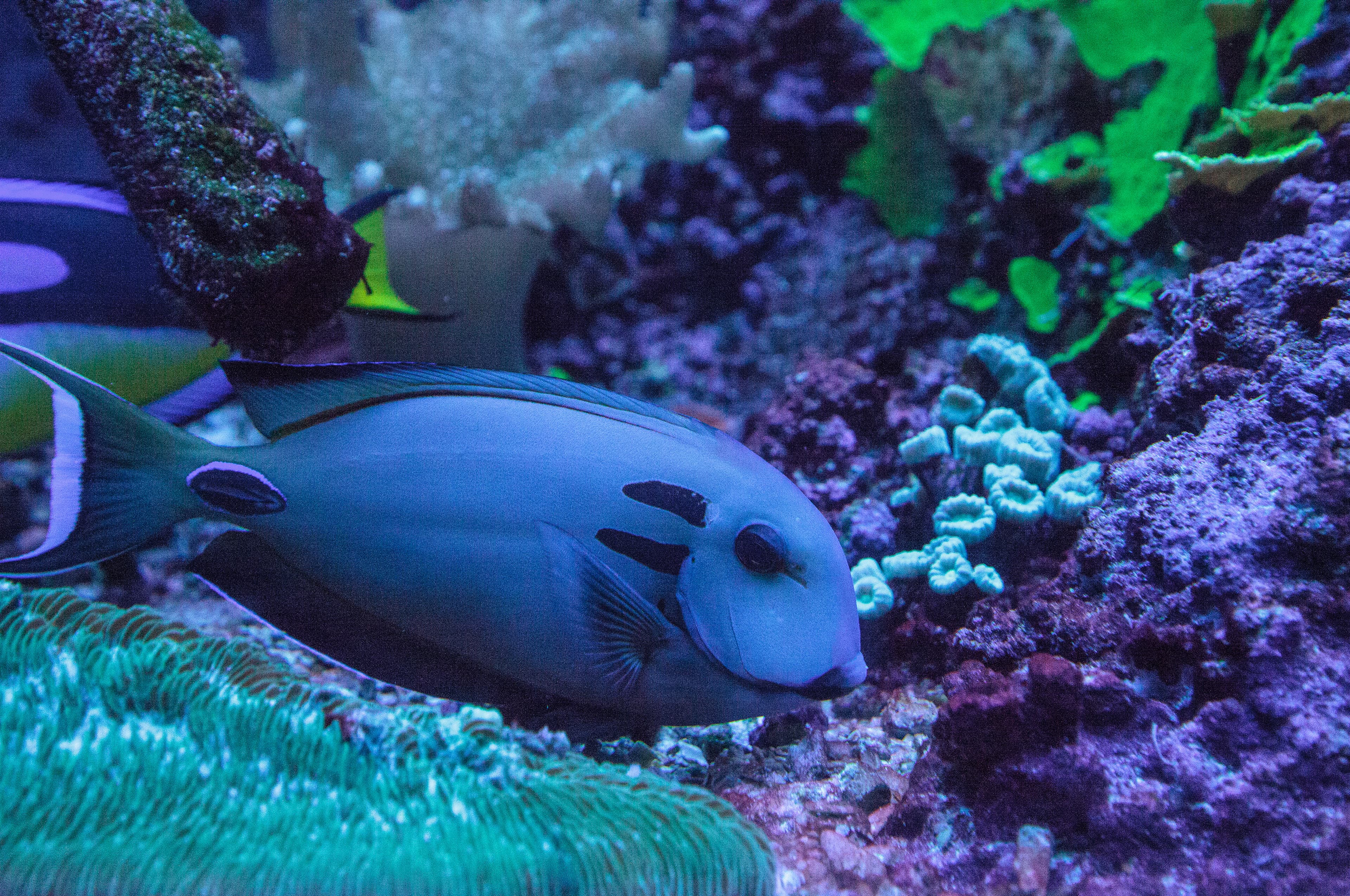 Doubleband Surgeonfish (Acanthurus tennenti)