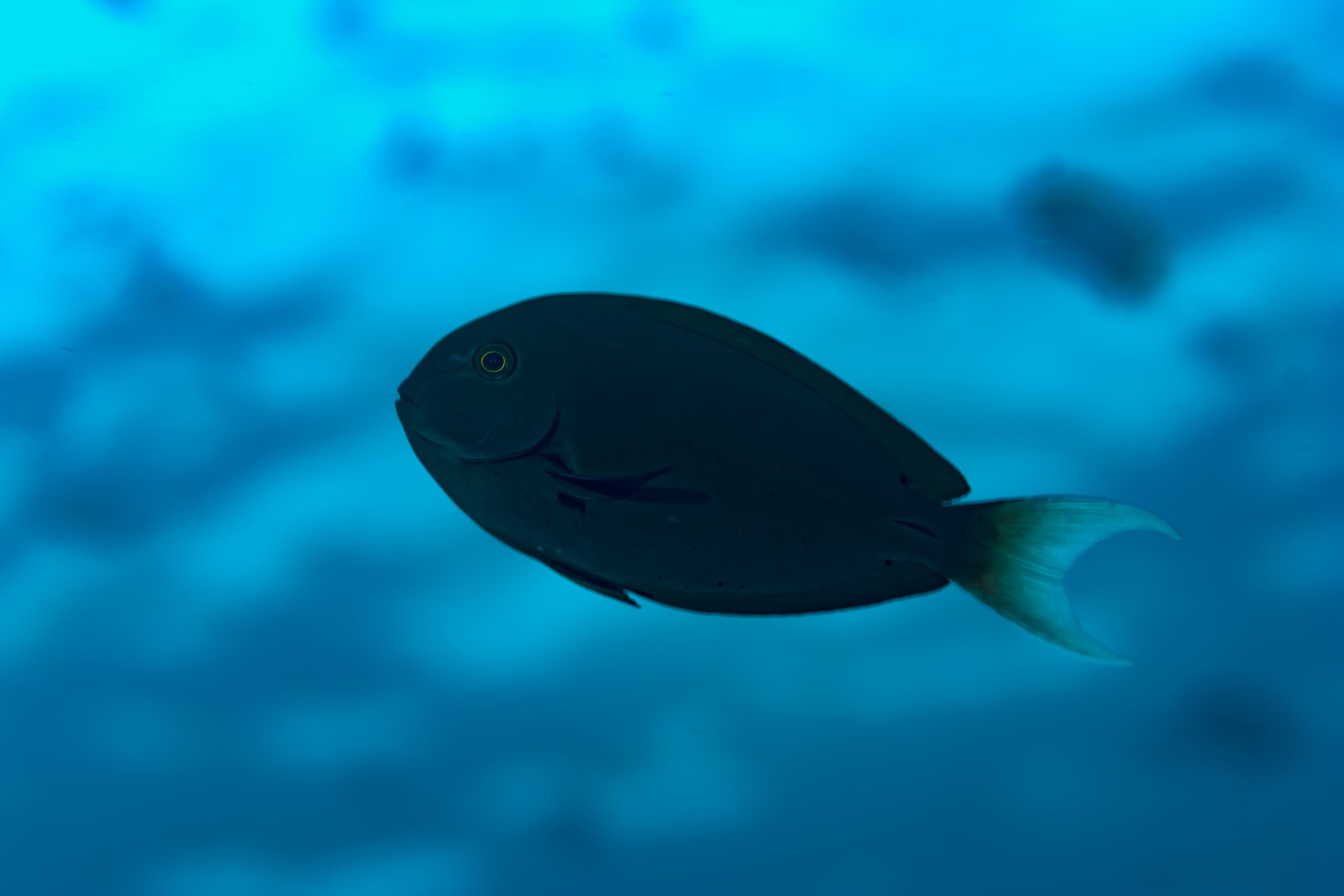 Thompson's Surgeonfish (Acanthurus thompsoni)