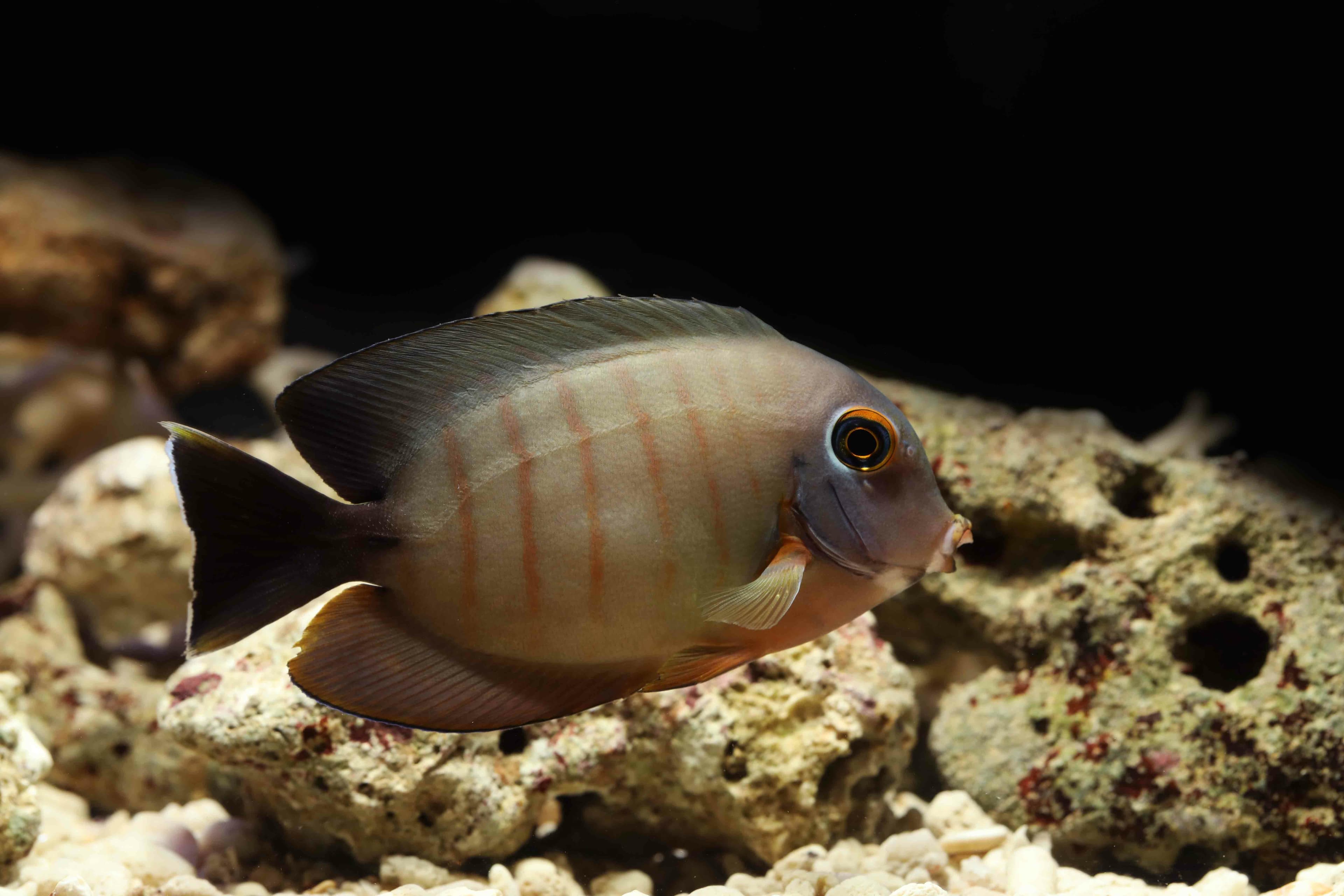 Juvenile Indian Ocean Mimic Surgeonfish (Acanthurus tristis), mimicking Centropyge eibli
