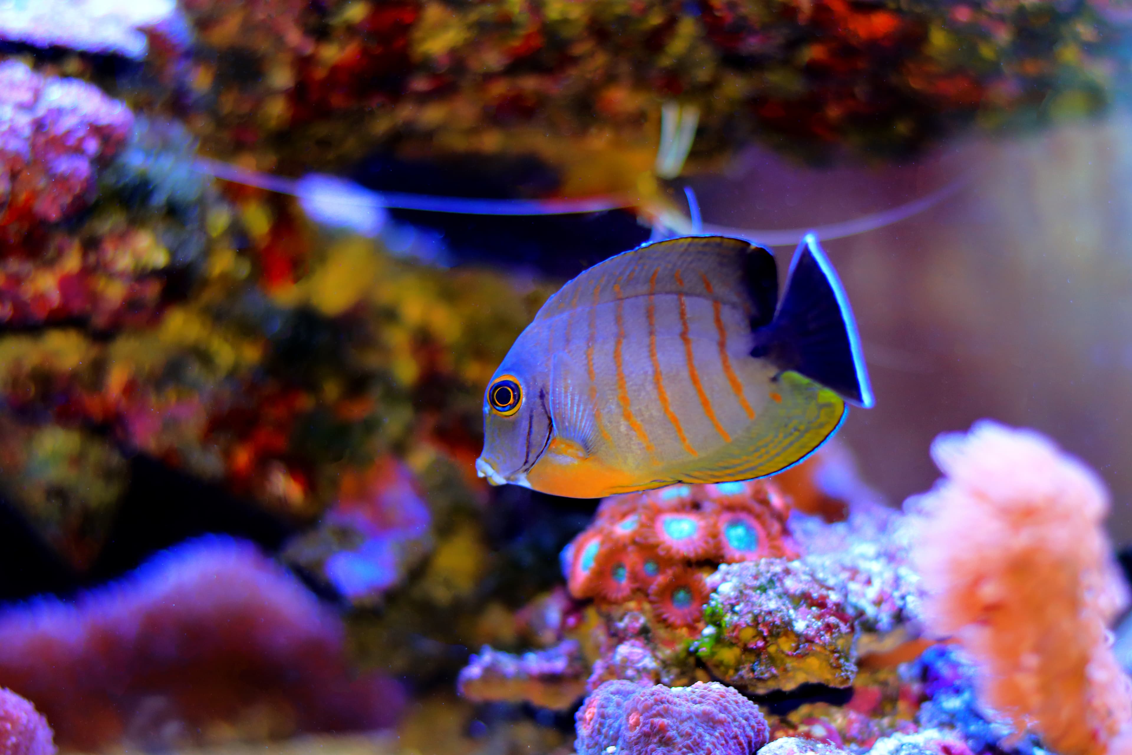 Juvenile Indian Ocean Mimic Surgeonfish (Acanthurus tristis), mimicking Centropyge eibli
