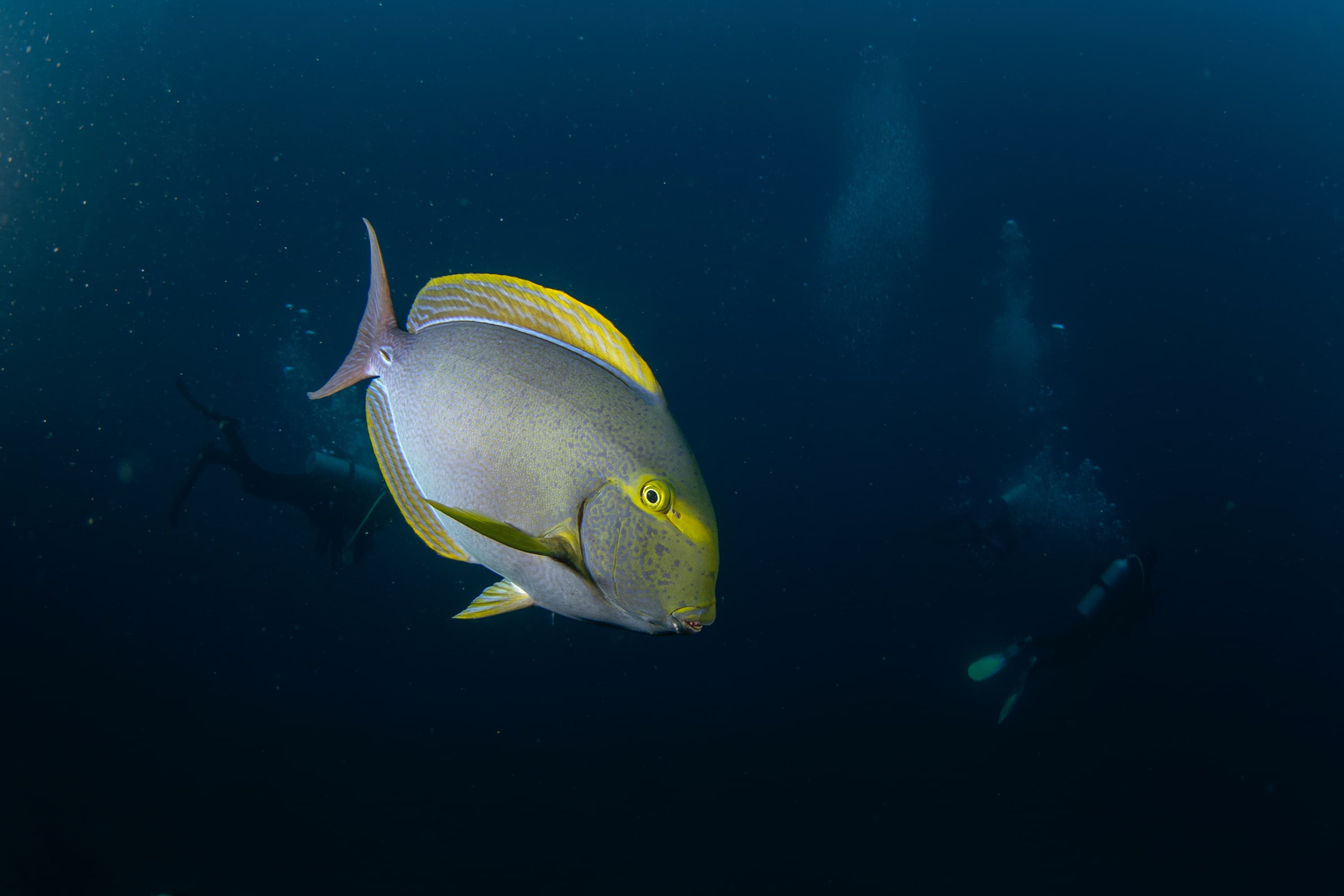 Yellowfin Surgeonfish during dive next to Malpelo