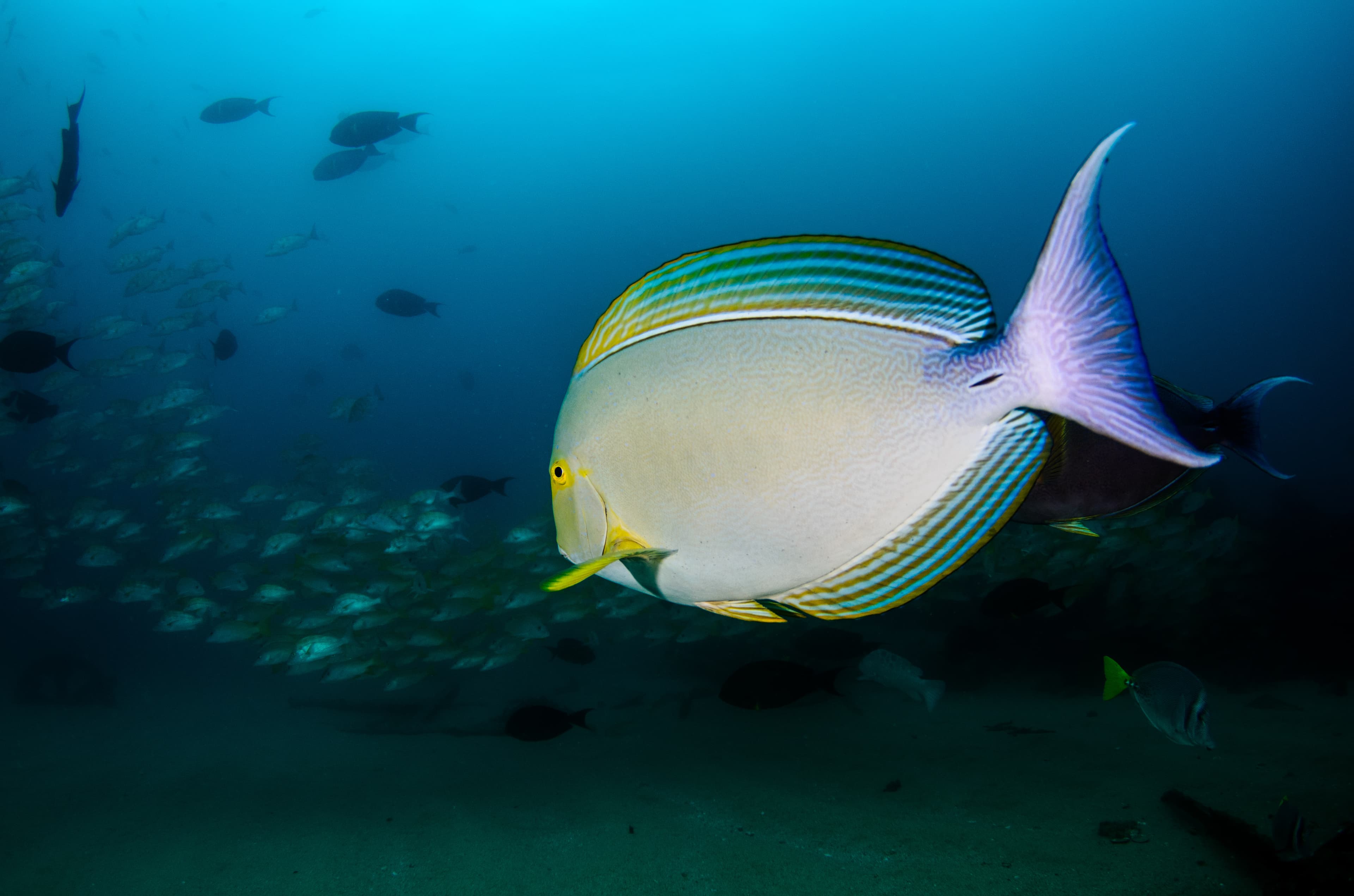 Yellowfin Surgeonfish (Acanthurus xanthopterus) in a shipwreck. Reefs of the Sea of Cortez, Pacific ocean. Cabo Pulmo, Baja California Sur, Mexico. Cousteau named it the world's aquarium