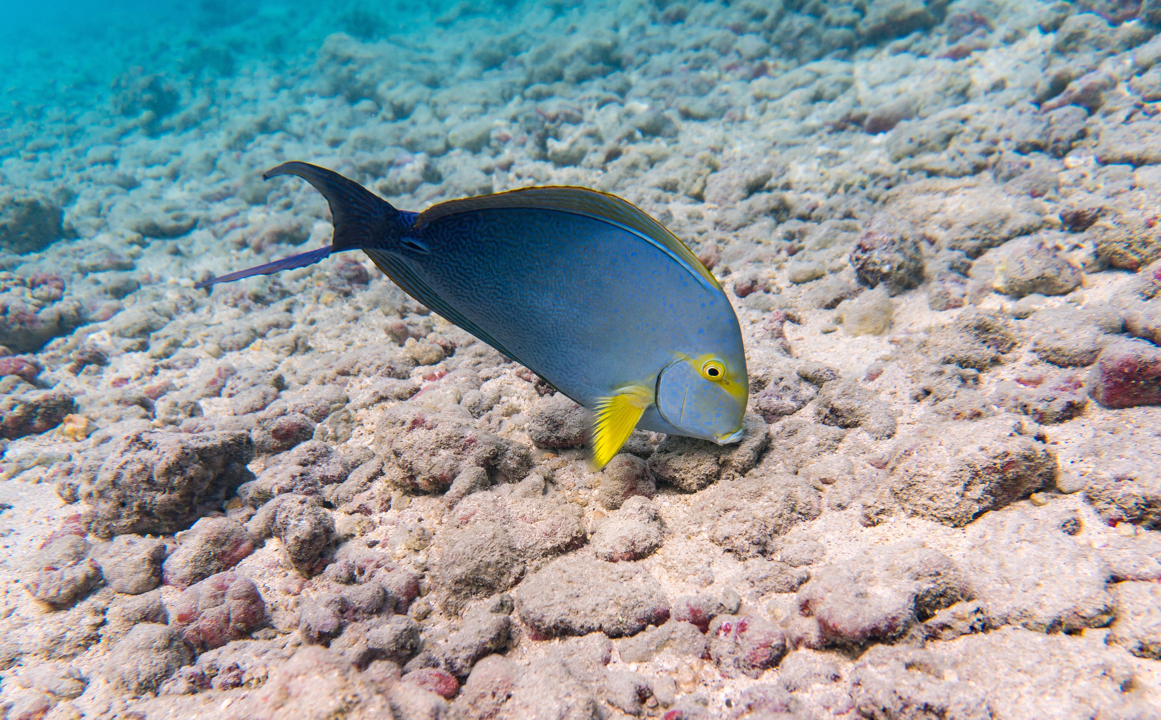 Yellowfin Surgeonfish on a reef in Hawaii