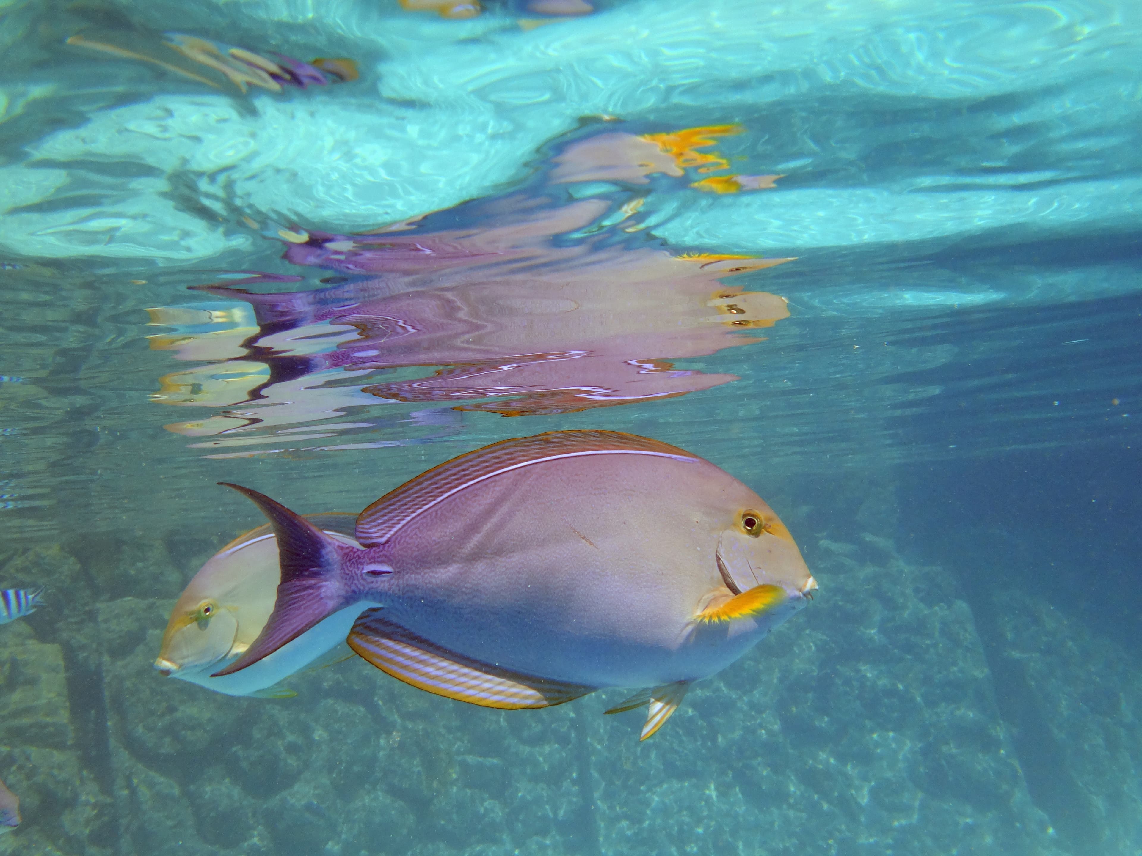 Underwater view of a Yellowfin Surgeonfish (Acanthurus xanthopterus) in the Bora Bora lagoon, French Polynesia