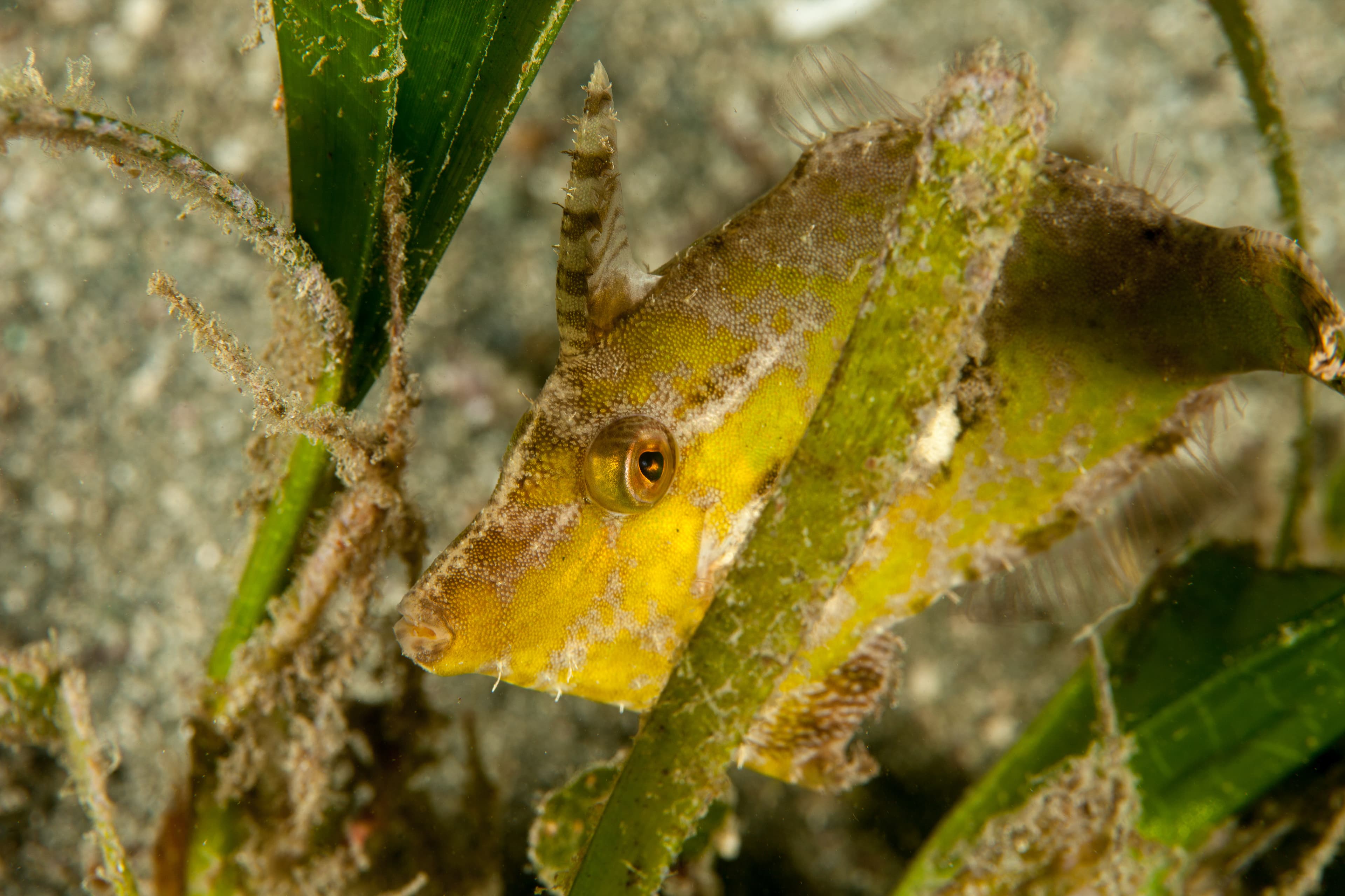 Seagrass Filefish (Acreichthys tomentosus) green coloring