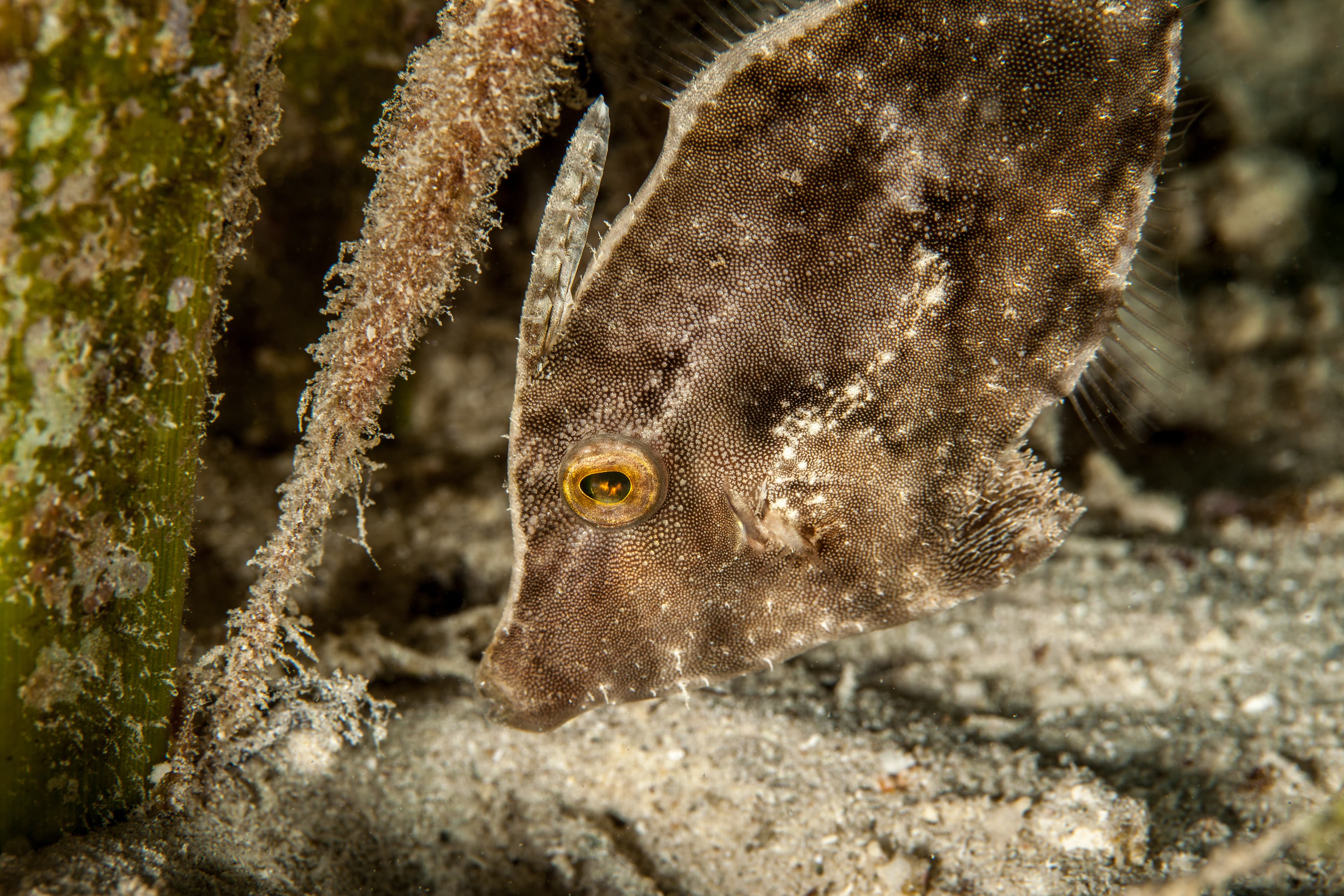 Seagrass Filefish (Acreichthys tomentosus) brown coloring