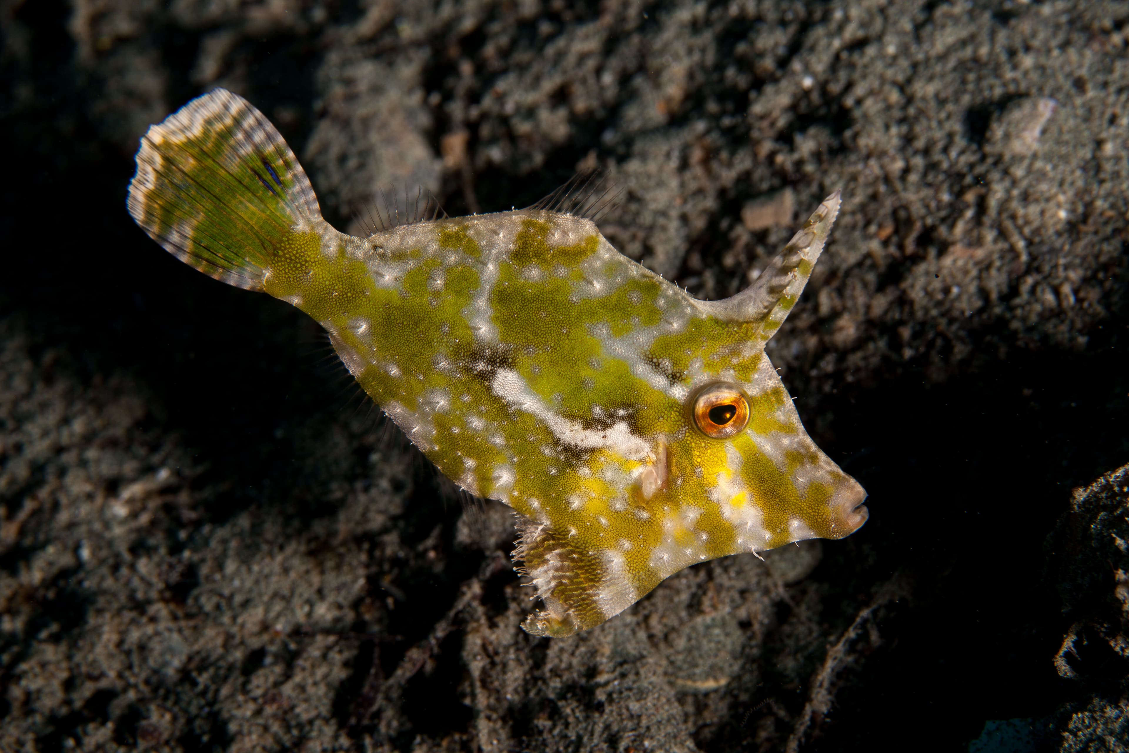 Seagrass Filefish (Acreichthys tomentosus) green coloring