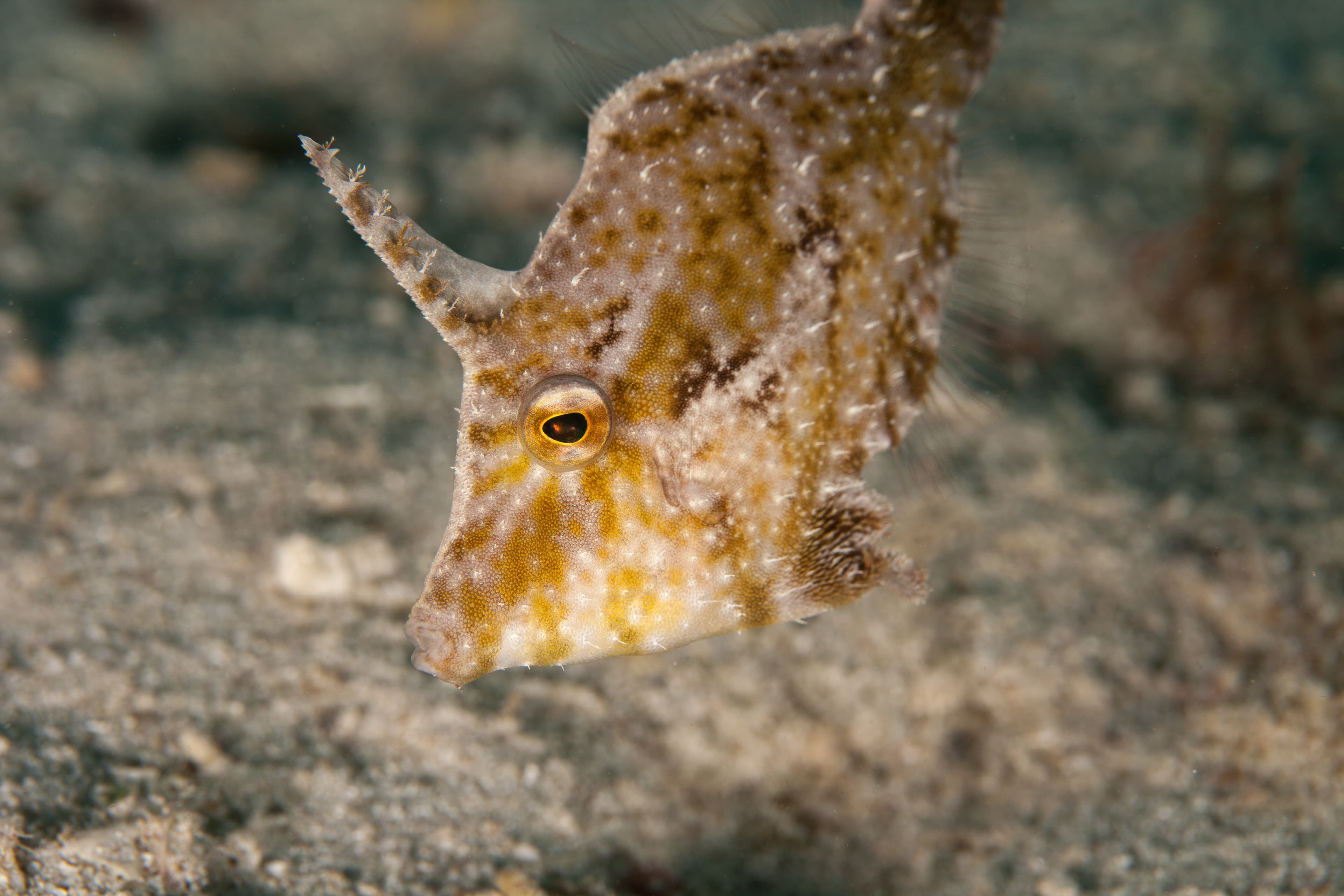 Bristle-tail Filefish (Acreichthys tomentosus)