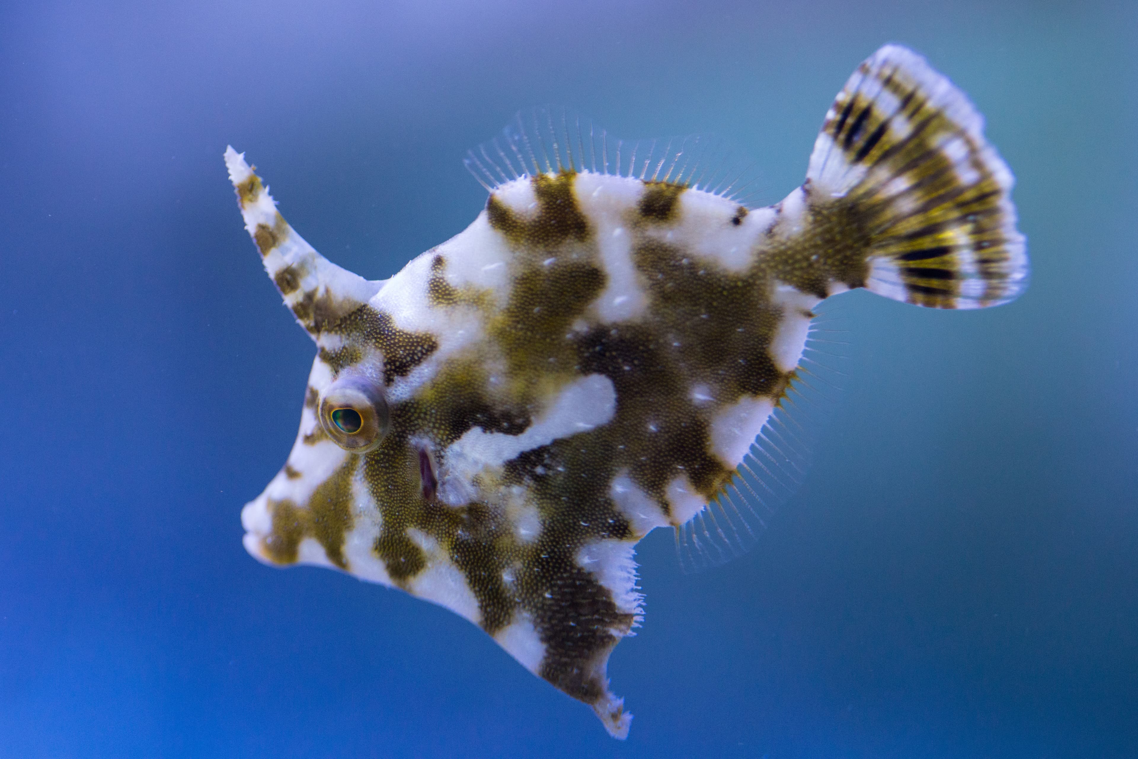 Bristle-tail Filefish (Acreichthys tomentosus)