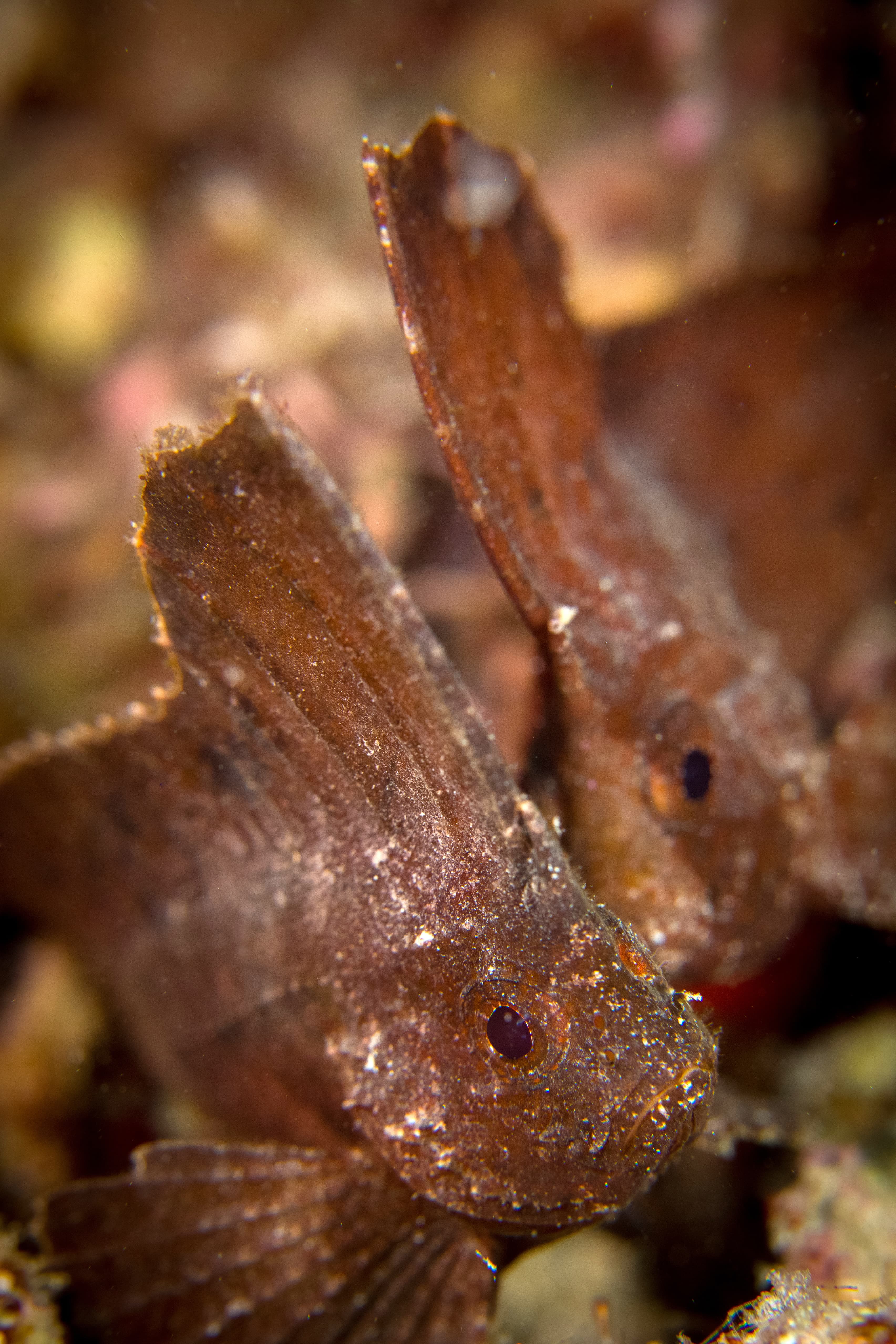 Close up of two Cockatoo Waspfish (Ablabys taenianotus)