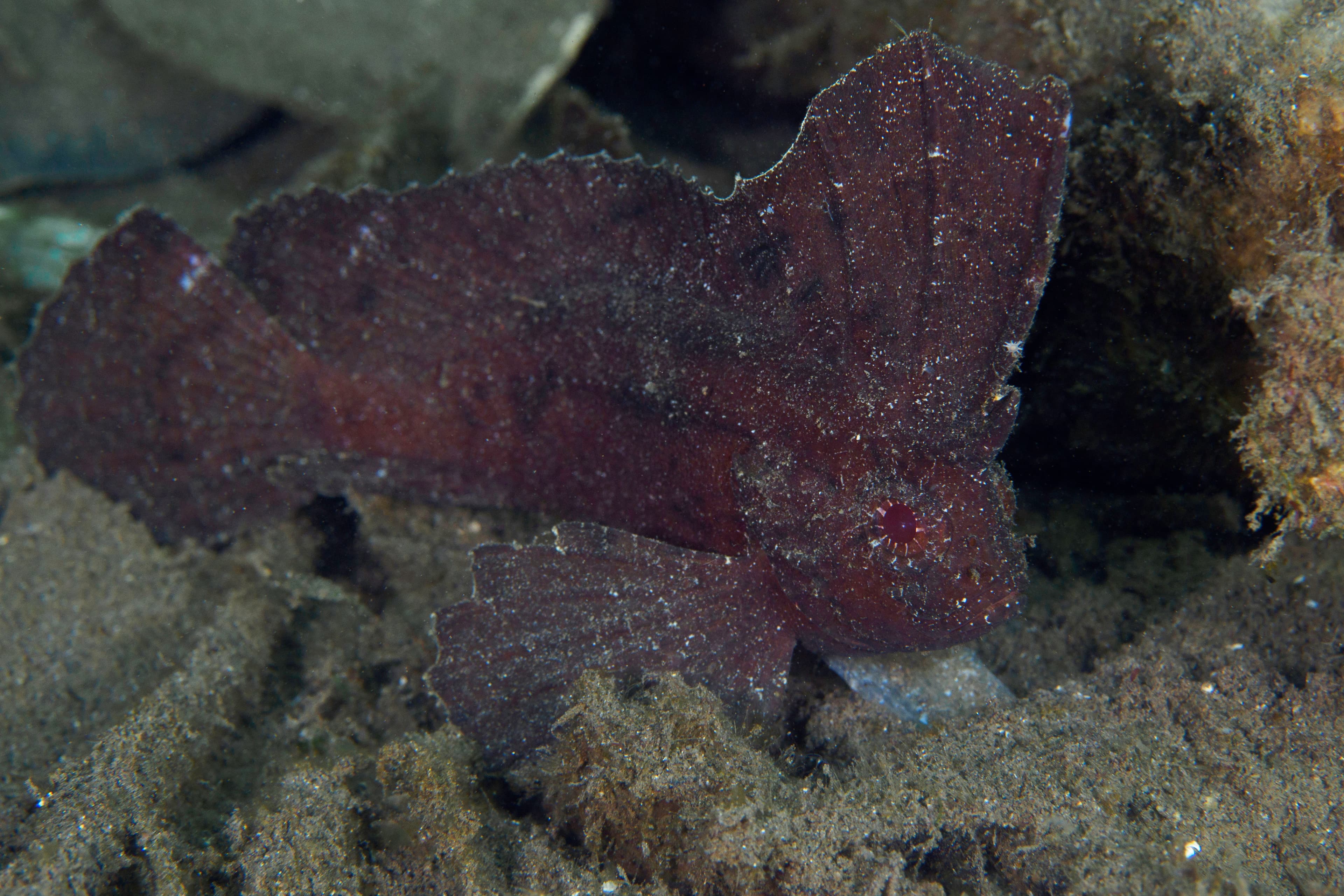 Cockatoo Waspfish (Ablabys taenianotus)