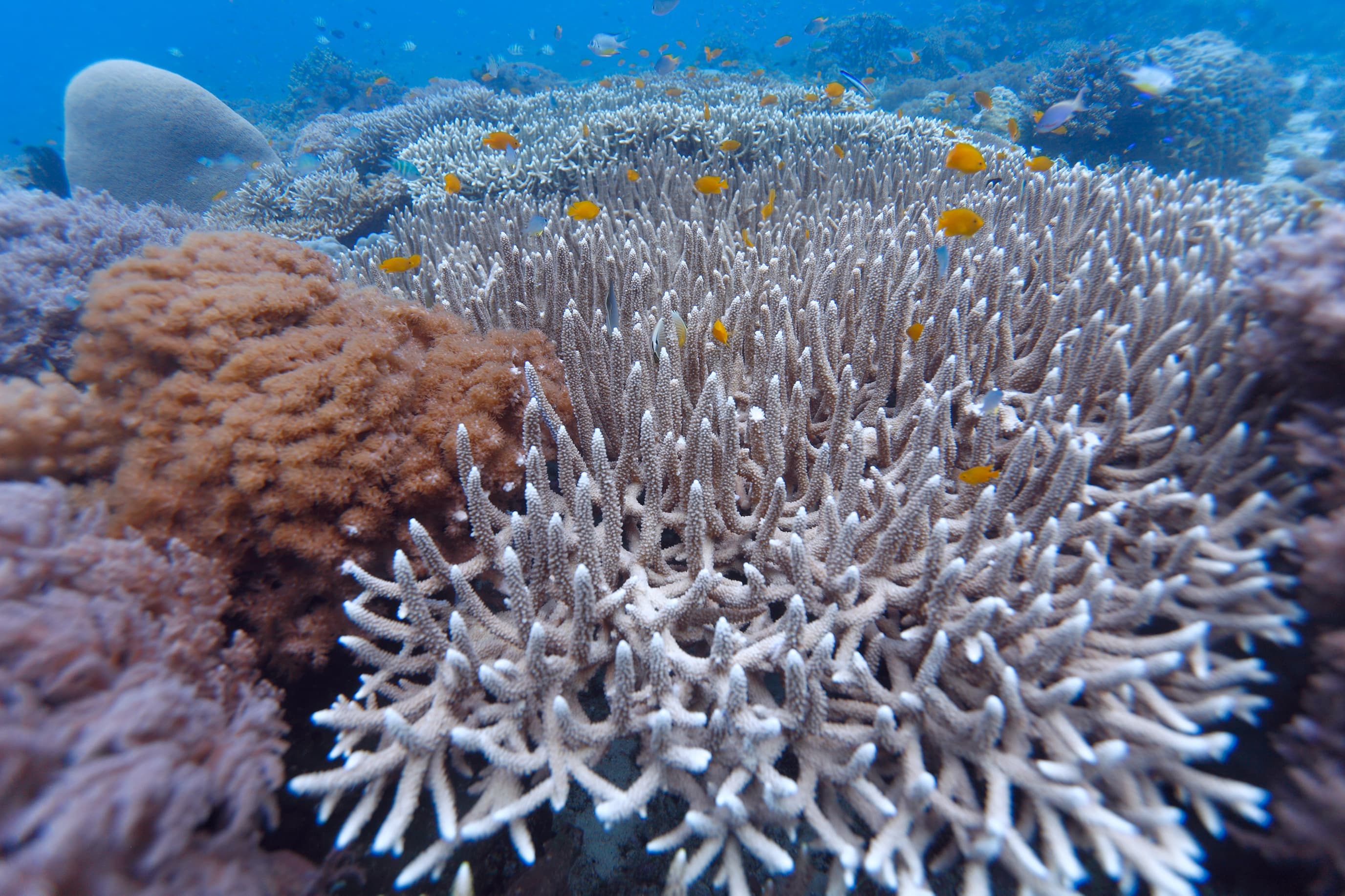 Large Acropora hemprichii colony