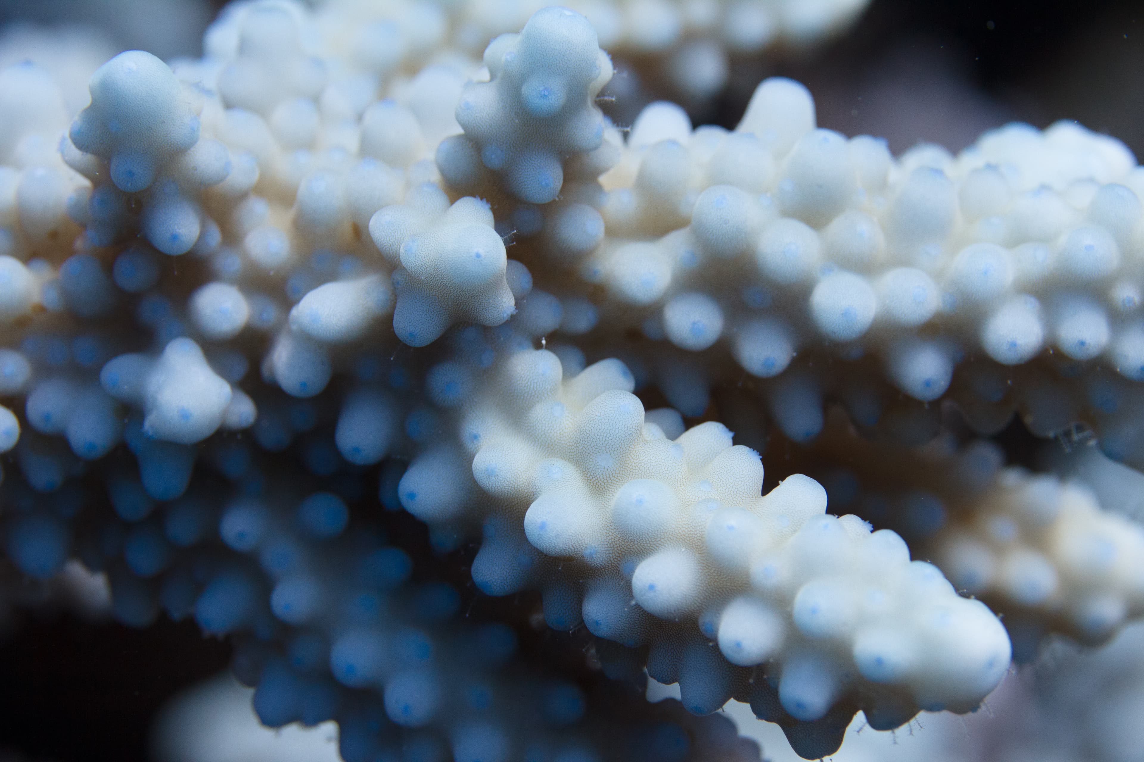 Blue Acropora hemprichii coral in Red Sea