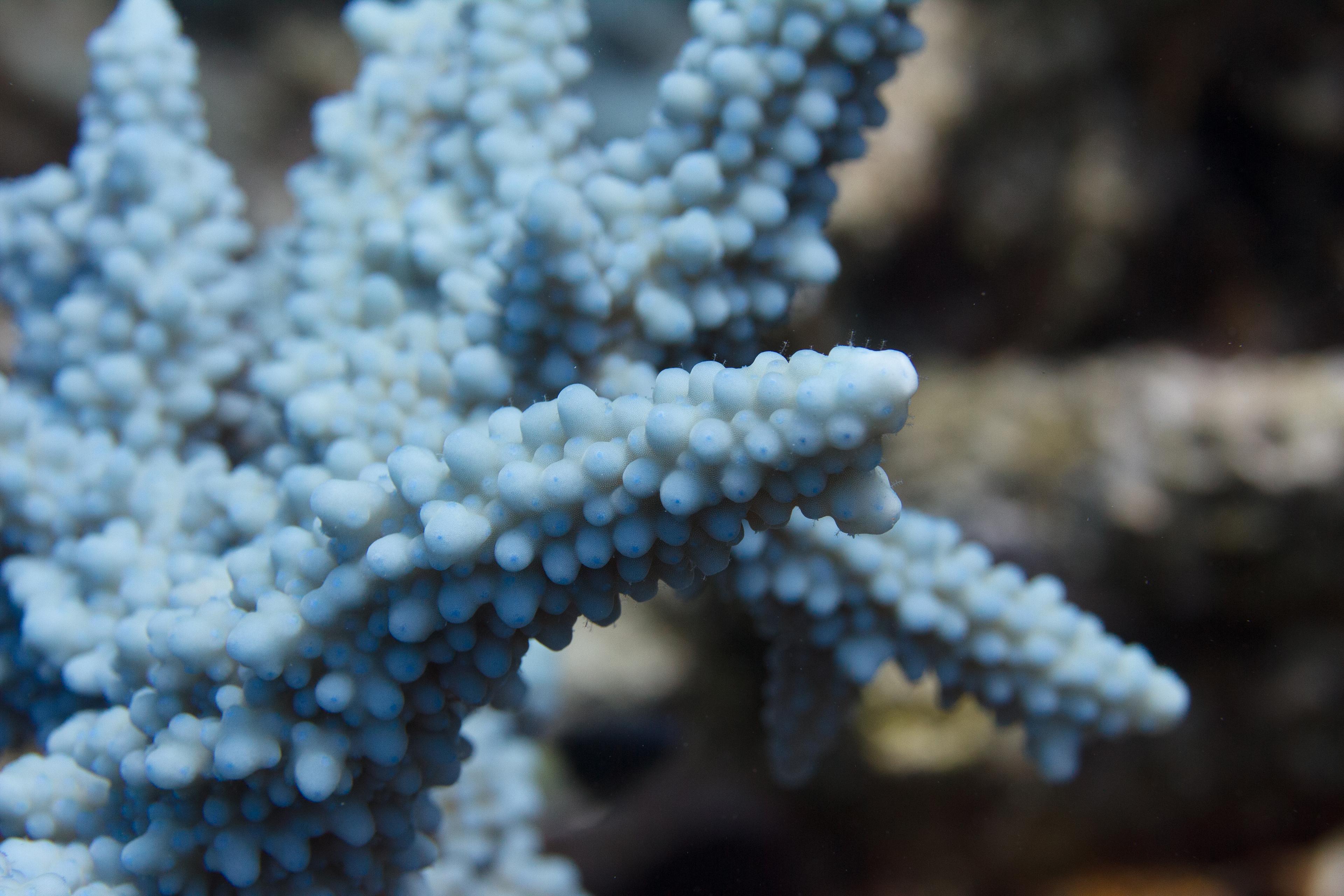 Blue Acropora hemprichii coral in Red Sea