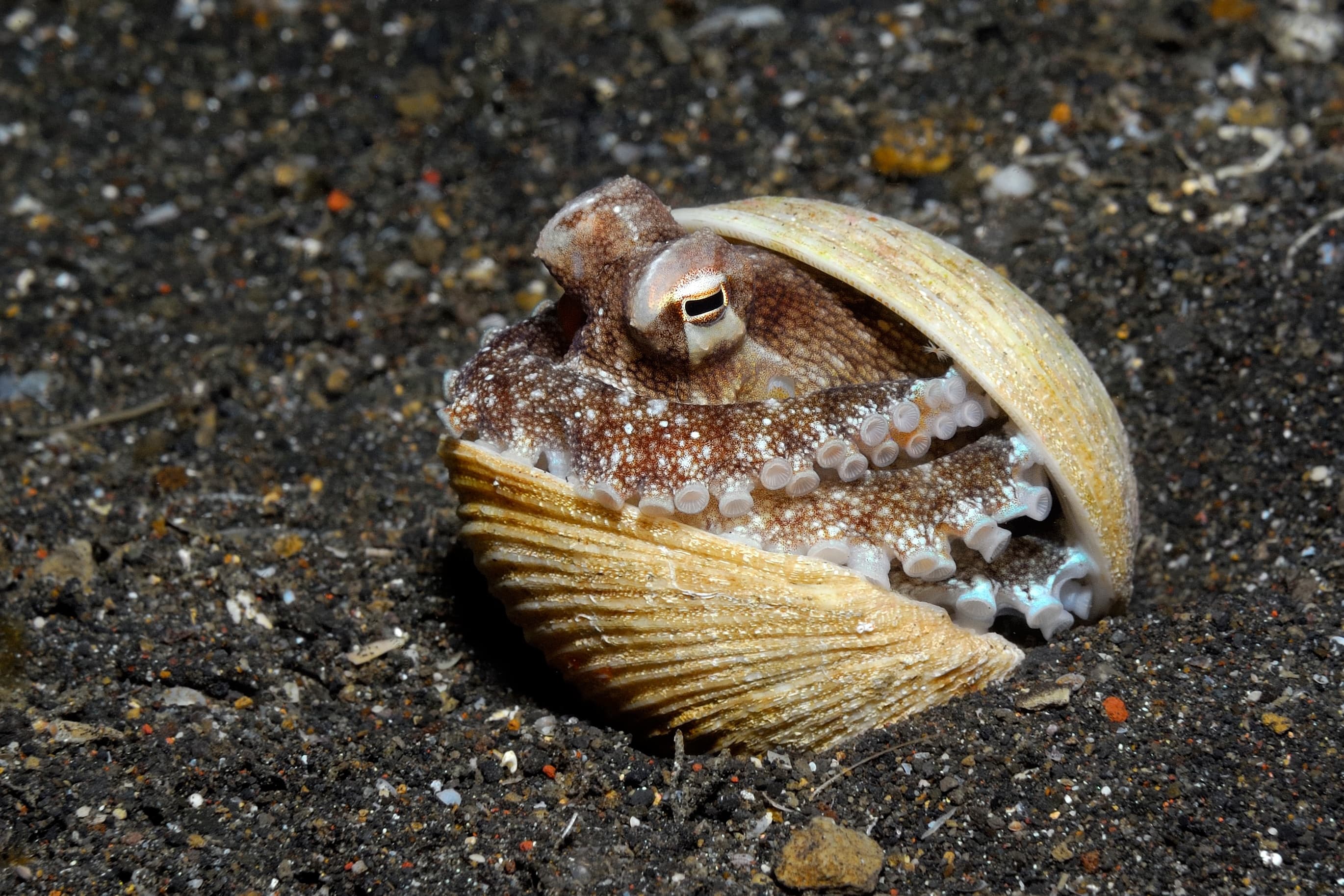 Coconut Octopus in a shell