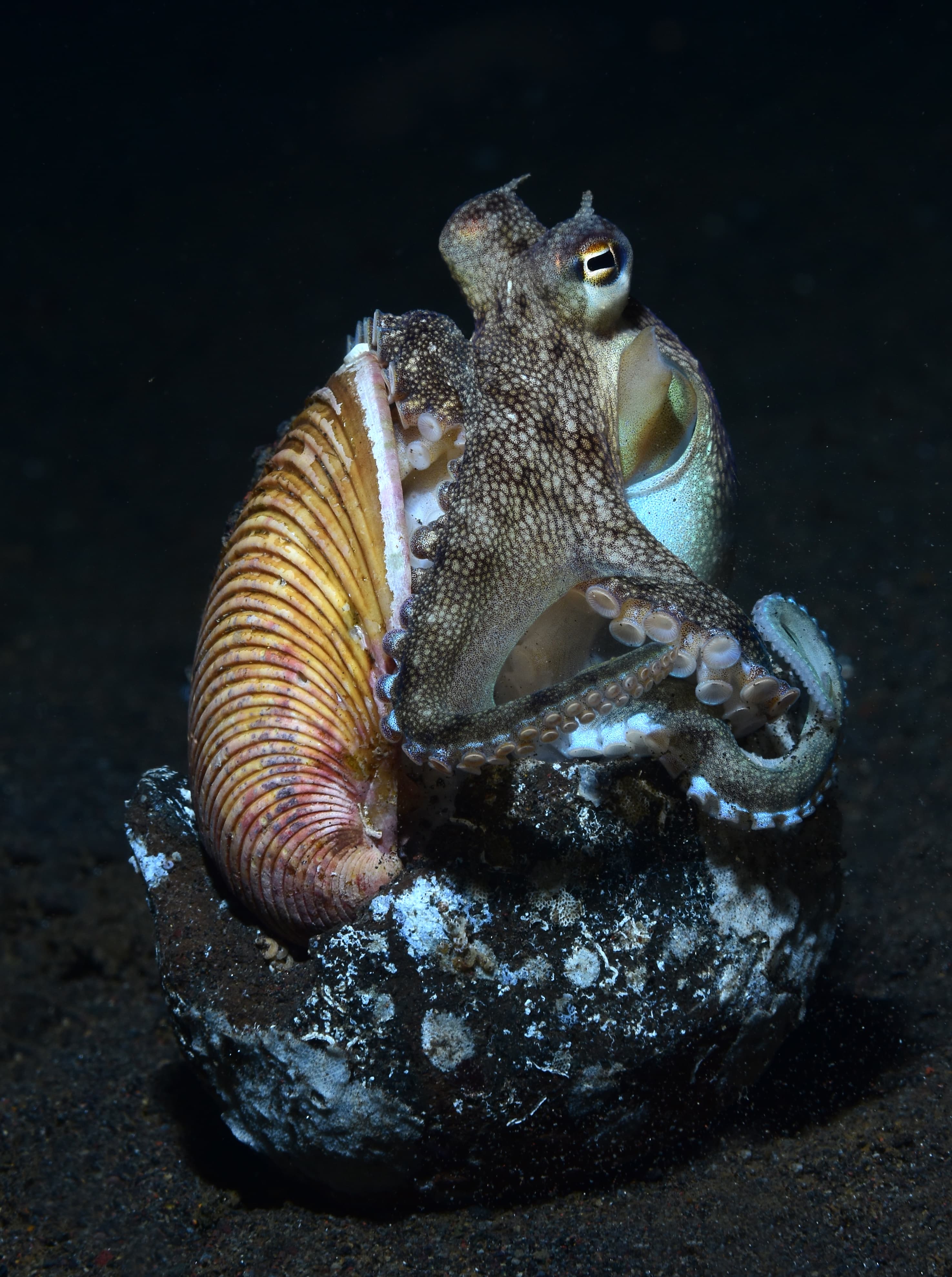 Incredible Underwater World - Coconut Octopus (Amphioctopus marginatus). Tulamben, Bali, Indonesia