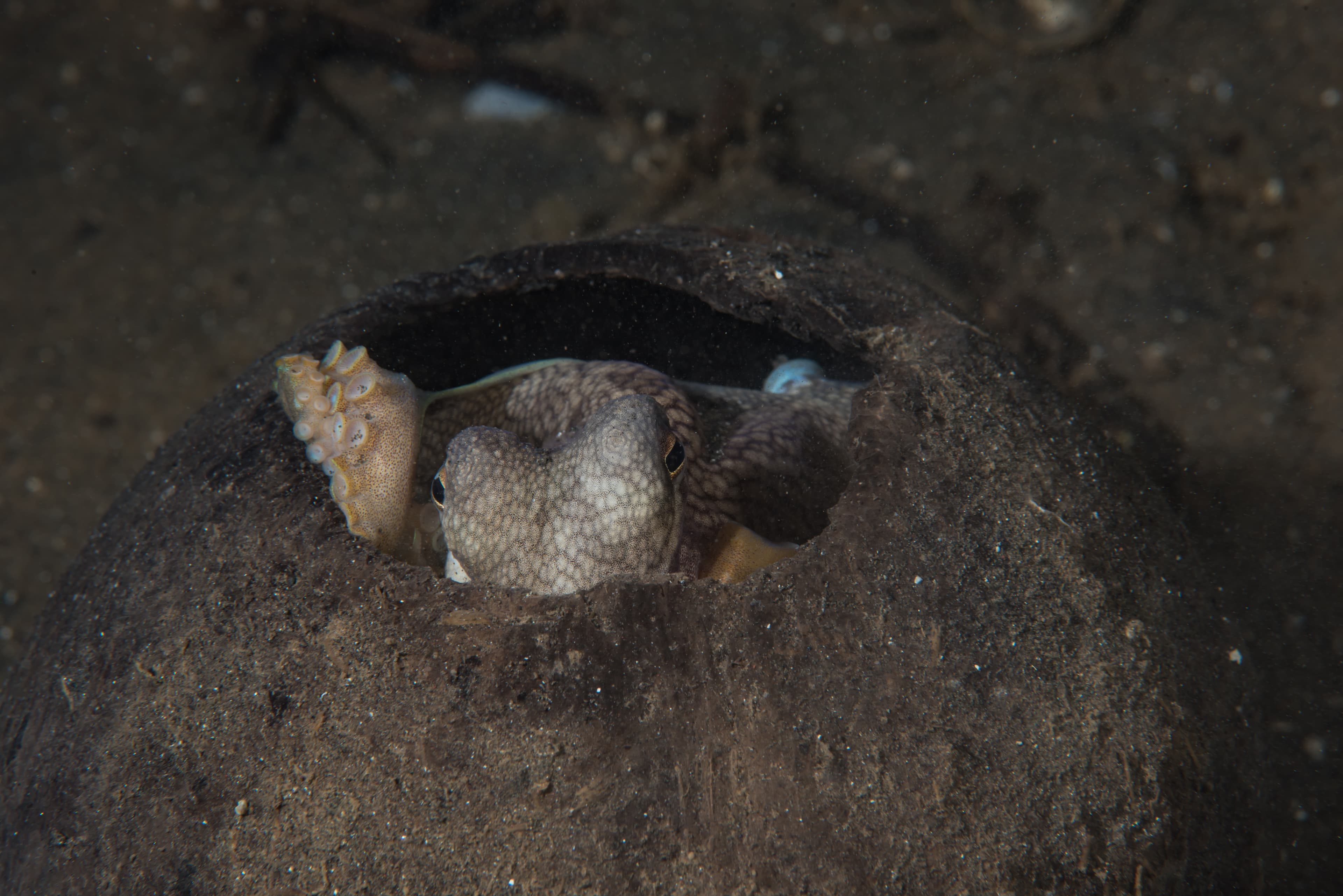 Coconut Octopus in an actual coconut for a change