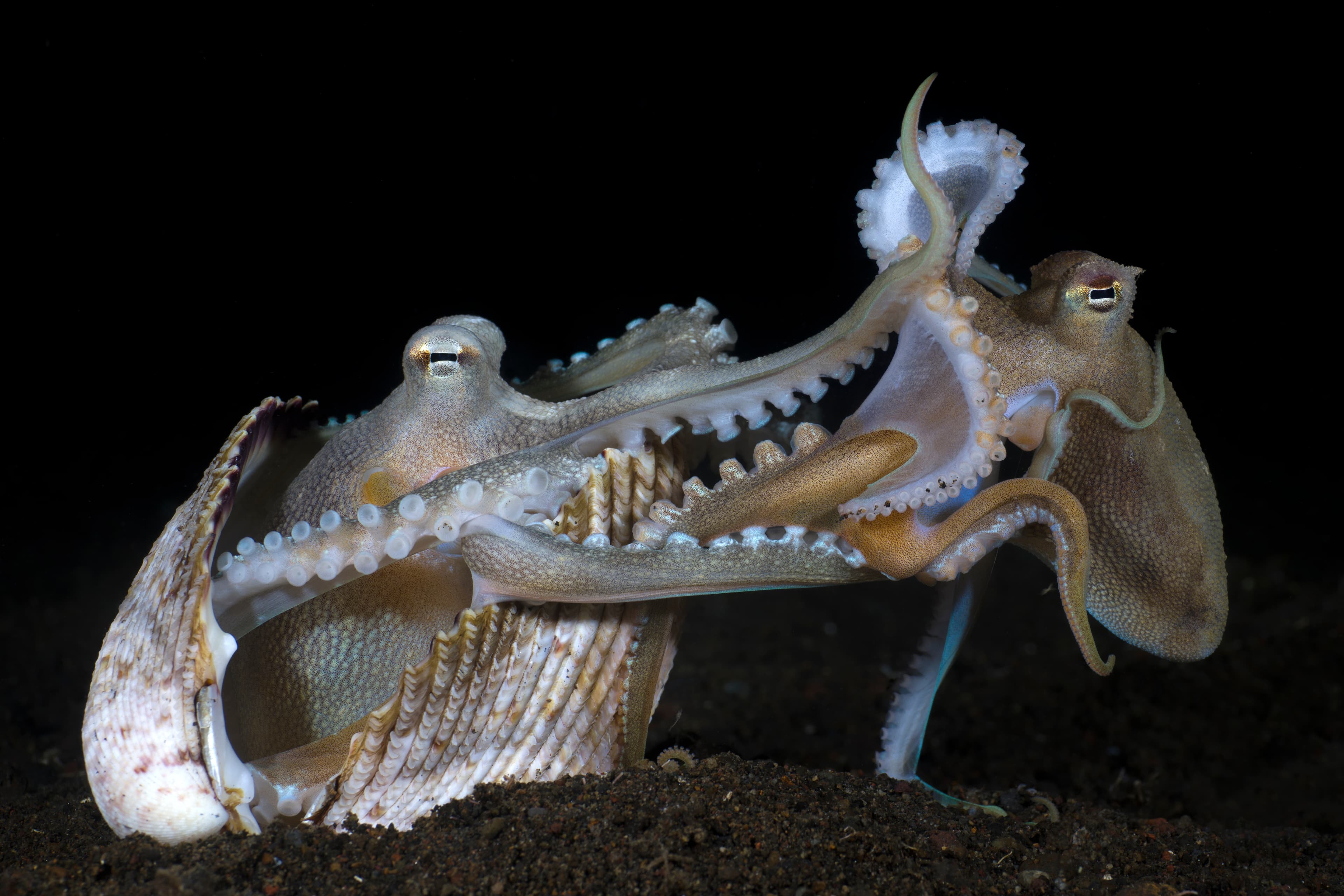 Extremely rare photo of mating of Coconut Octopuses (Amphioctopus marginatus) at night. Underwater world of Tulamben, Bali, Indonesia