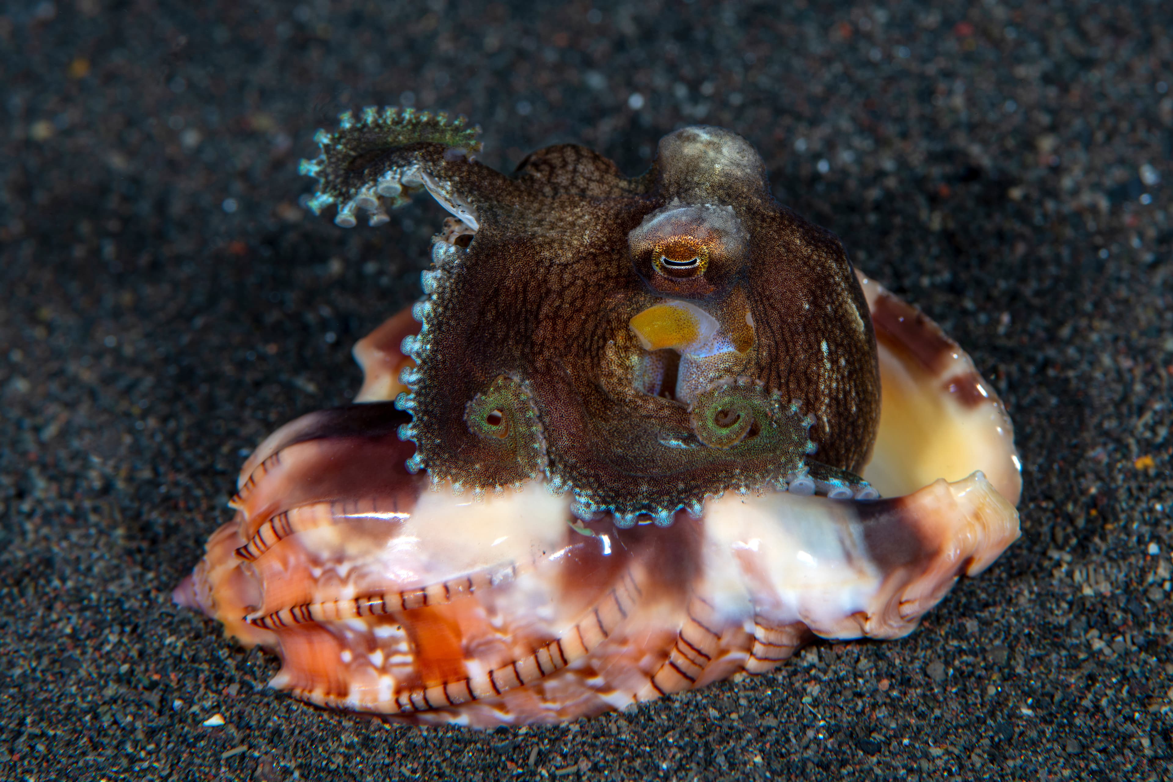 A baby Coconut Octopus (Amphioctopus marginatus) lives in a shell. Underwater night life of Tulamben, Bali, Indonesia