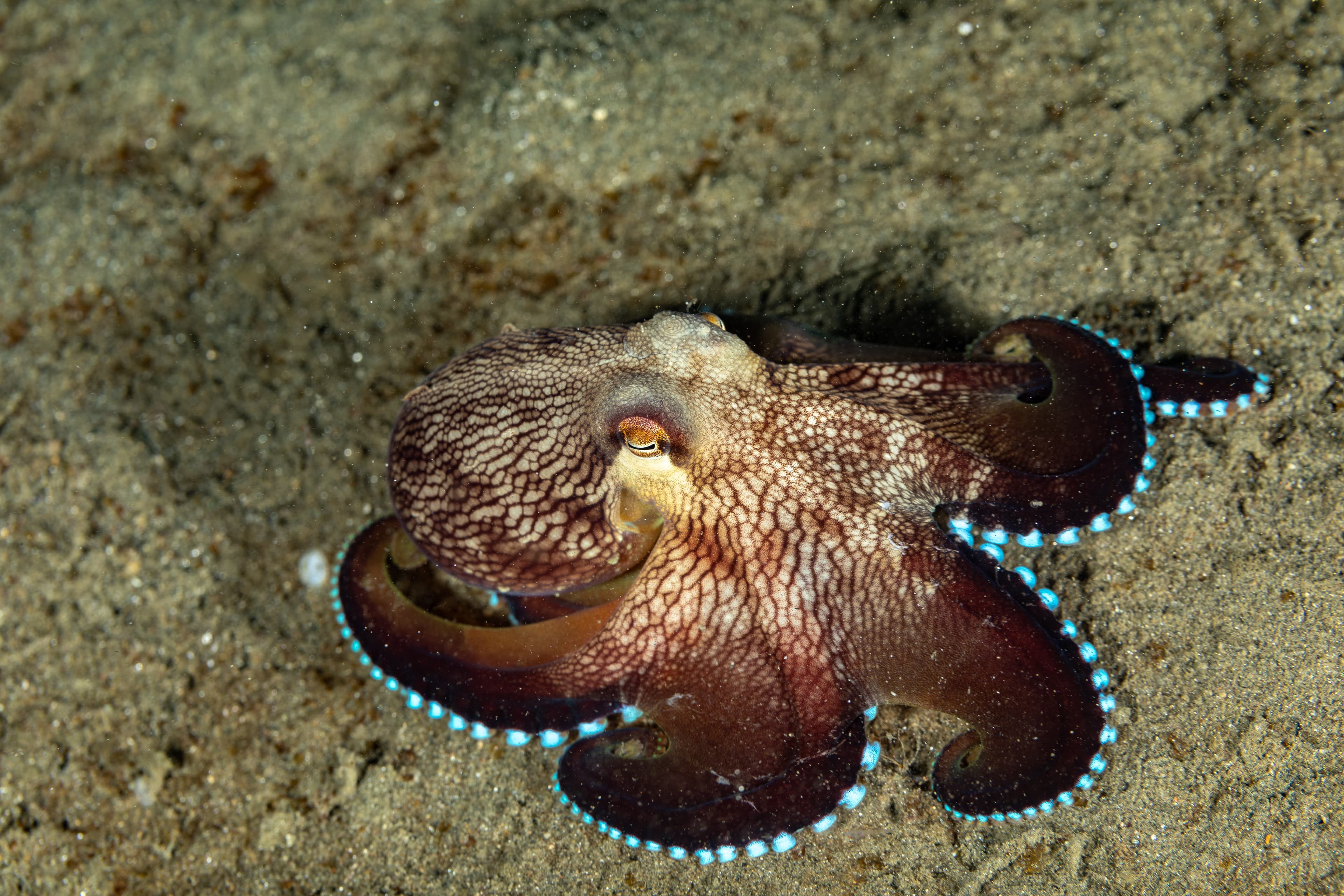 Coconut Octopus or Veined Octopus, Amphioctopus marginatus