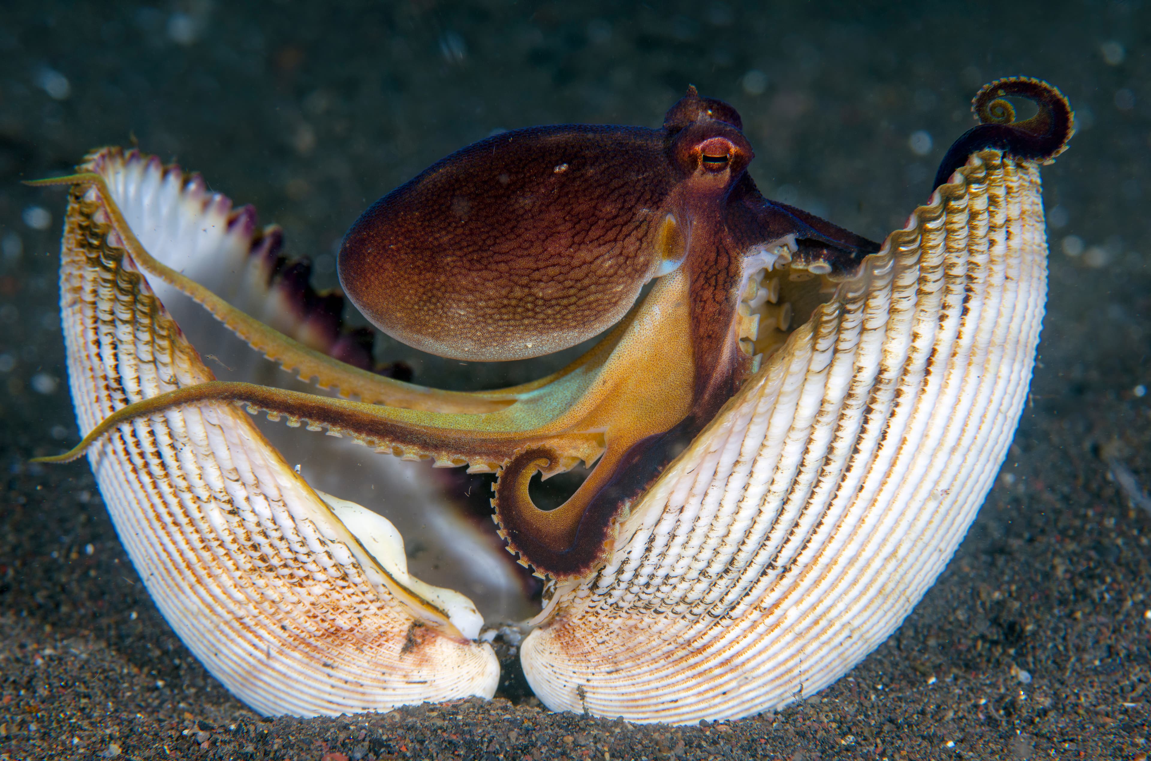 Coconut Octopus (Amphioctopus marginatus) making its house from a shell in the night. Macro underwater world of Tulamben, Bali, Indonesia