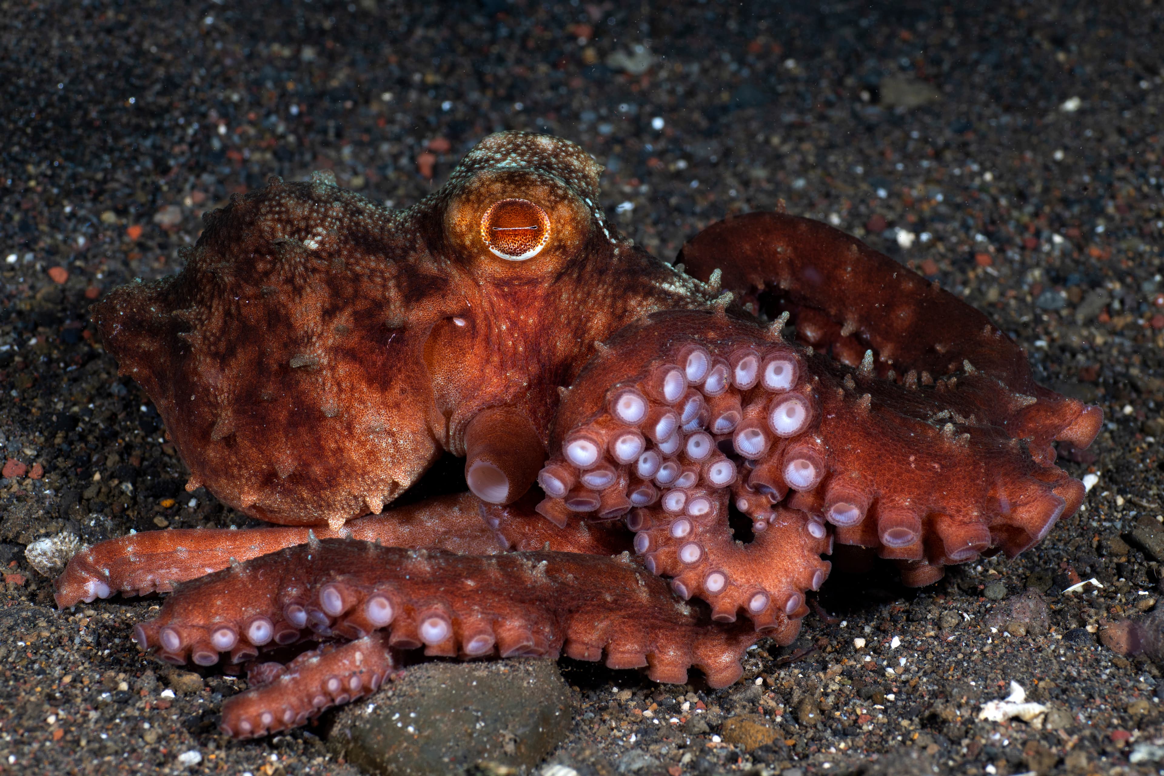 Starry Night Octopus (Callistoctopus luteus) on the seabed. Underwater night life of Tulamben, Bali, Indonesia