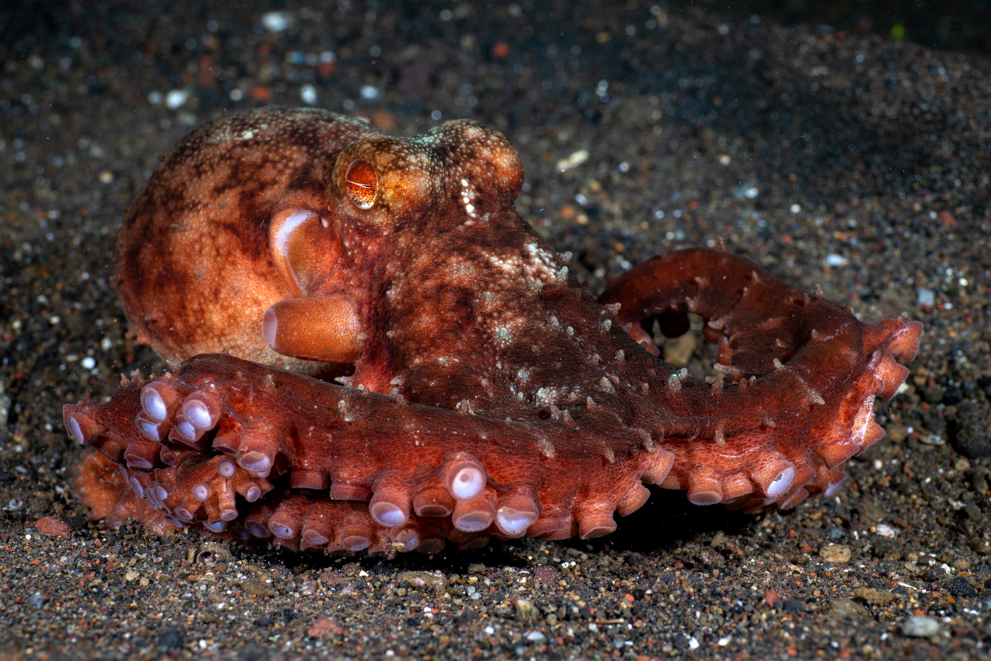 Starry Night Octopus (Callistoctopus luteus) on the seabed. Underwater night life of Tulamben, Bali, Indonesia