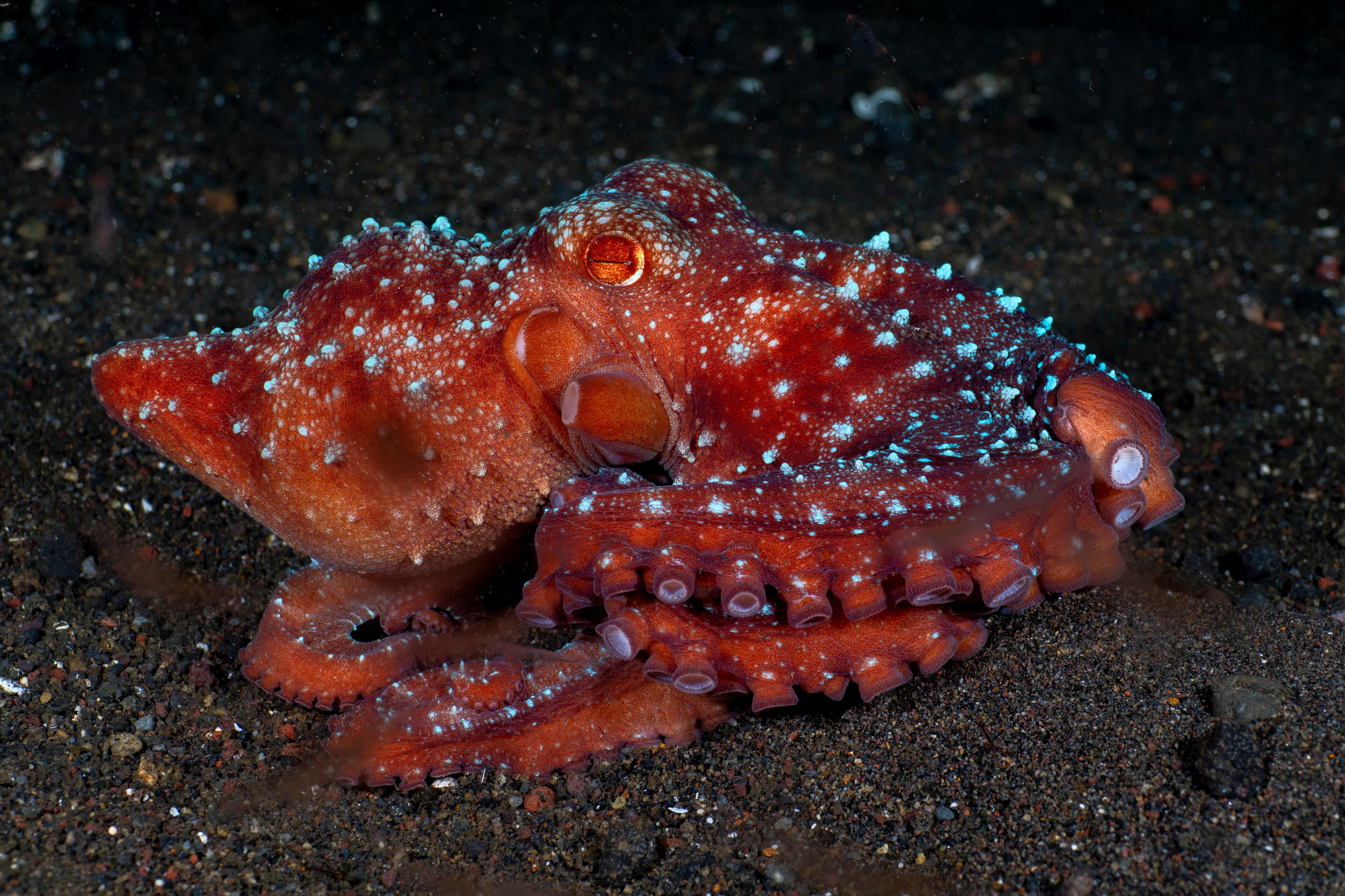 Incredible Underwater World - Starry Night Octopus (Callistoctopus luteus). Tulamben, Bali, Indonesia