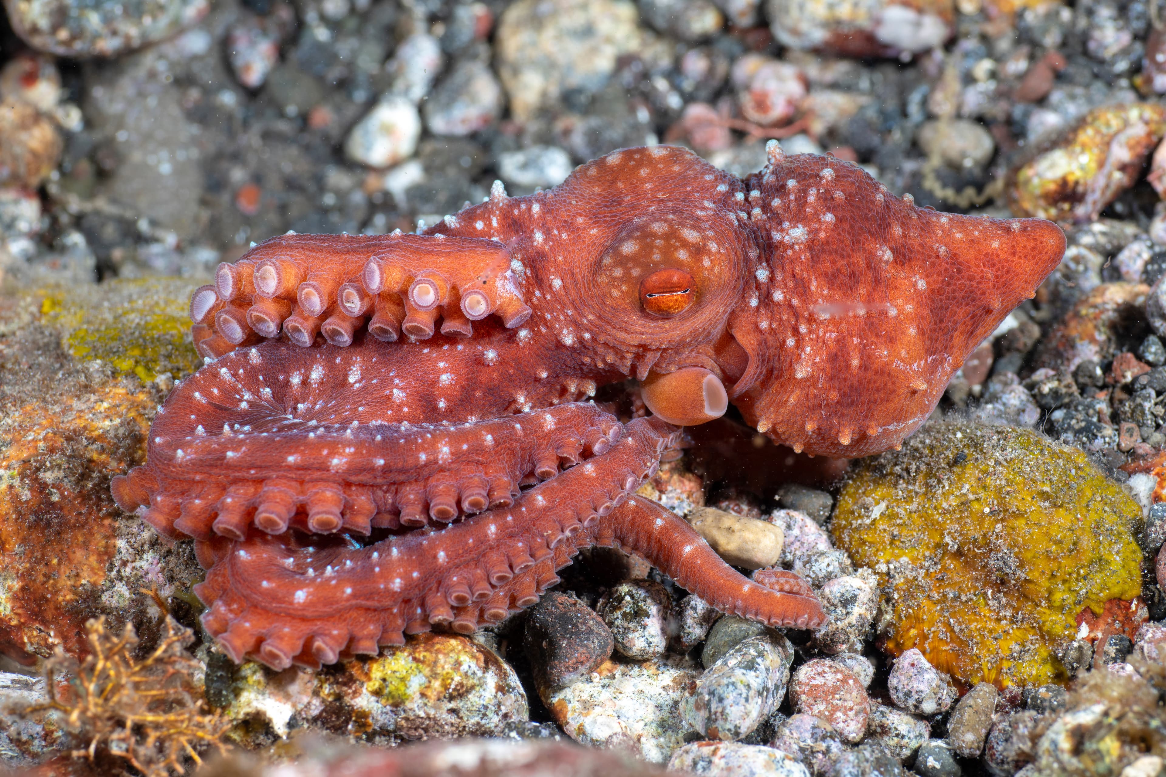 Incredible Underwater World - Starry Night Octopus (Callistoctopus luteus). Tulamben, Bali, Indonesia