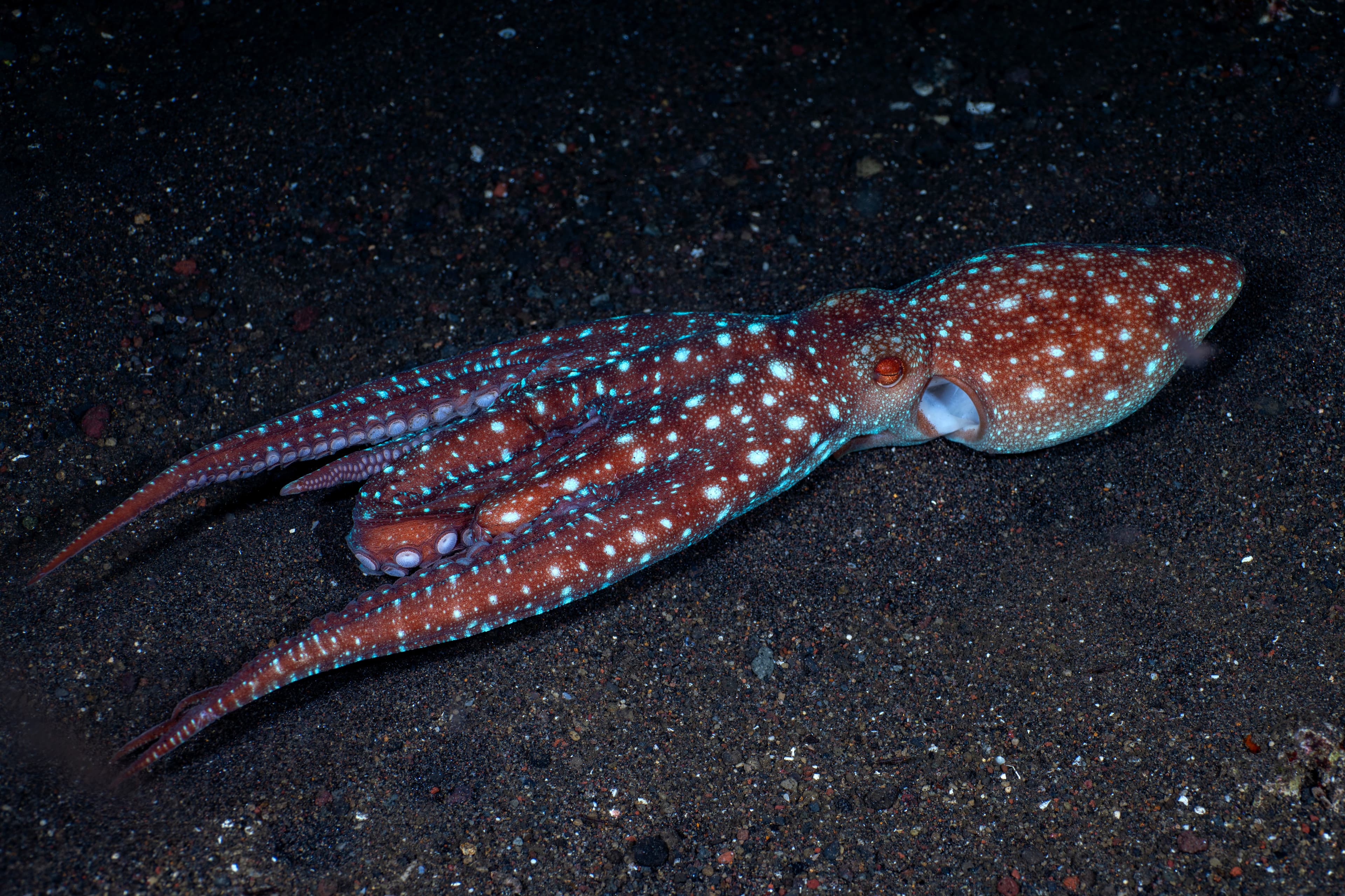 Incredible Underwater World - Starry Night Octopus (Callistoctopus luteus). Tulamben, Bali, Indonesia