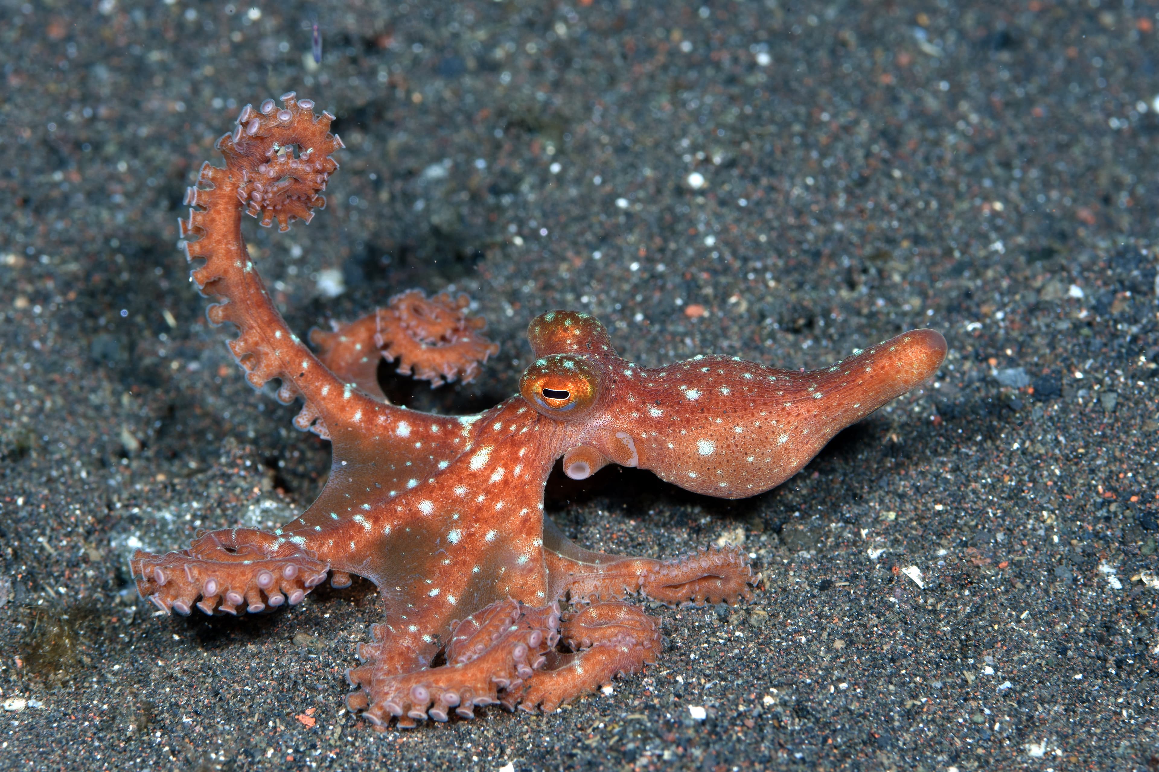 Incredible Underwater World - Starry Night Octopus (Callistoctopus luteus). Tulamben, Bali, Indonesia