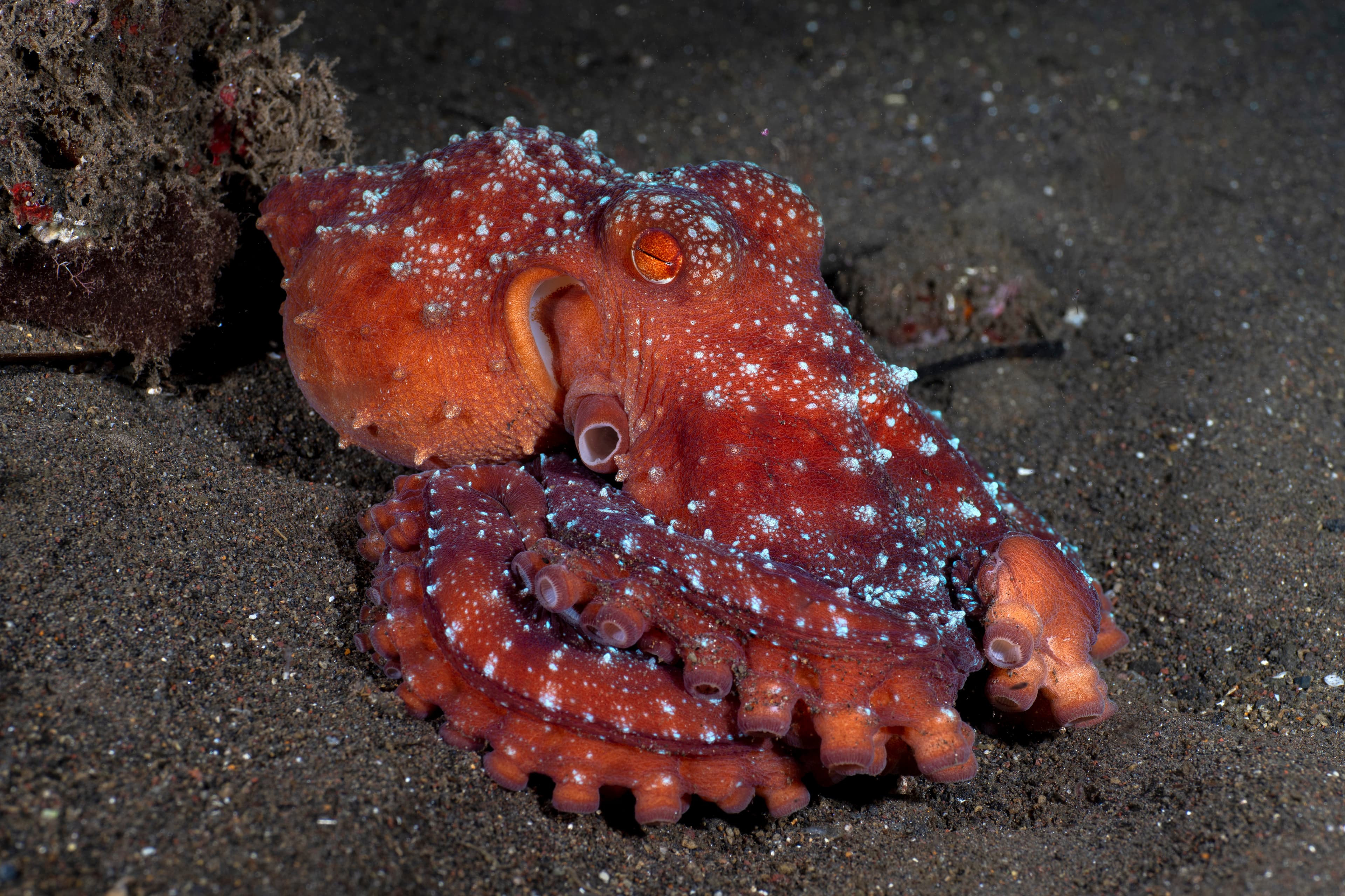 Incredible Underwater World - Starry Night Octopus (Callistoctopus luteus). Tulamben, Bali, Indonesia