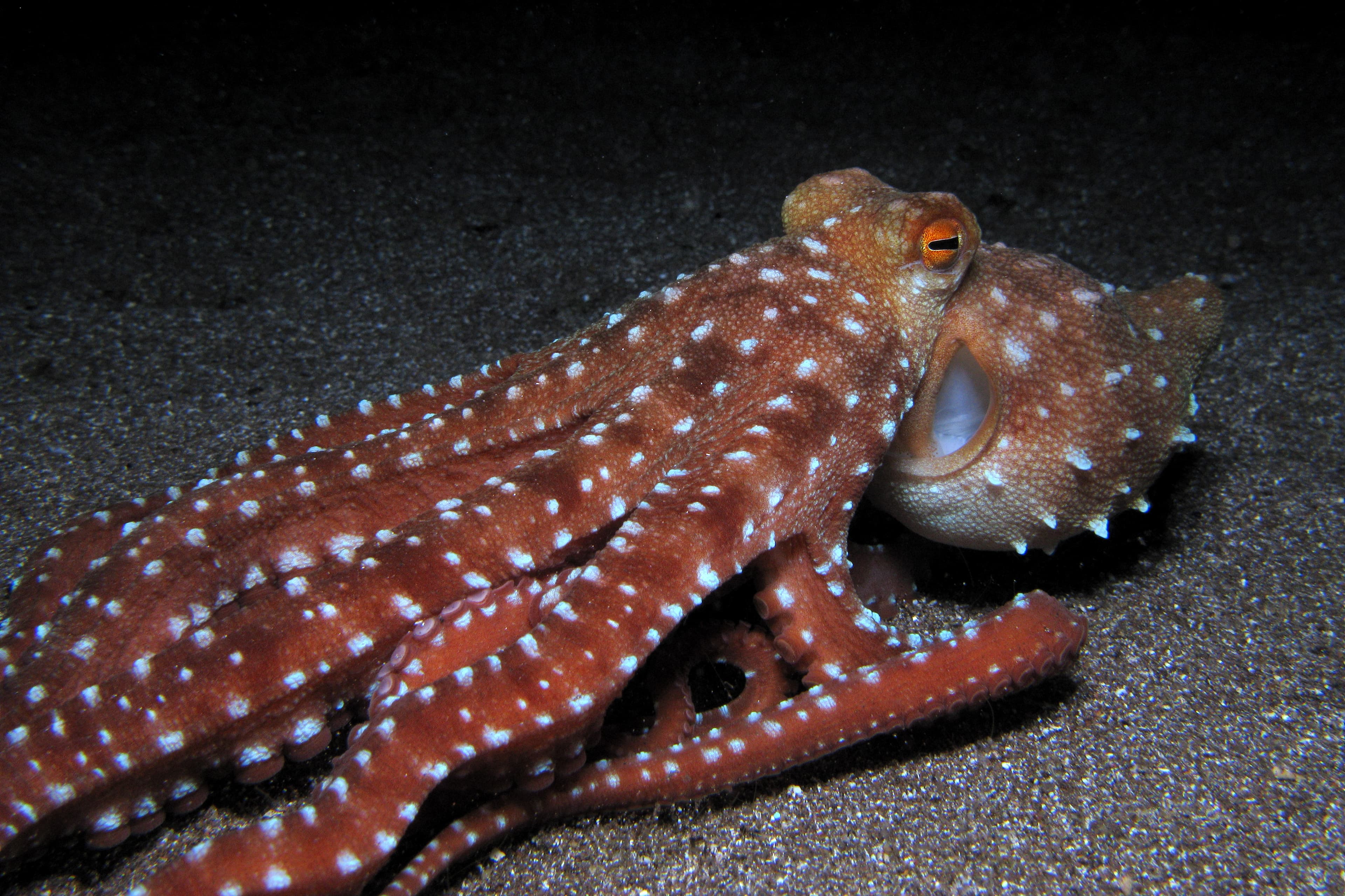 Atlantic White-Spotted Octopus (Callistoctopus macropus) in the night