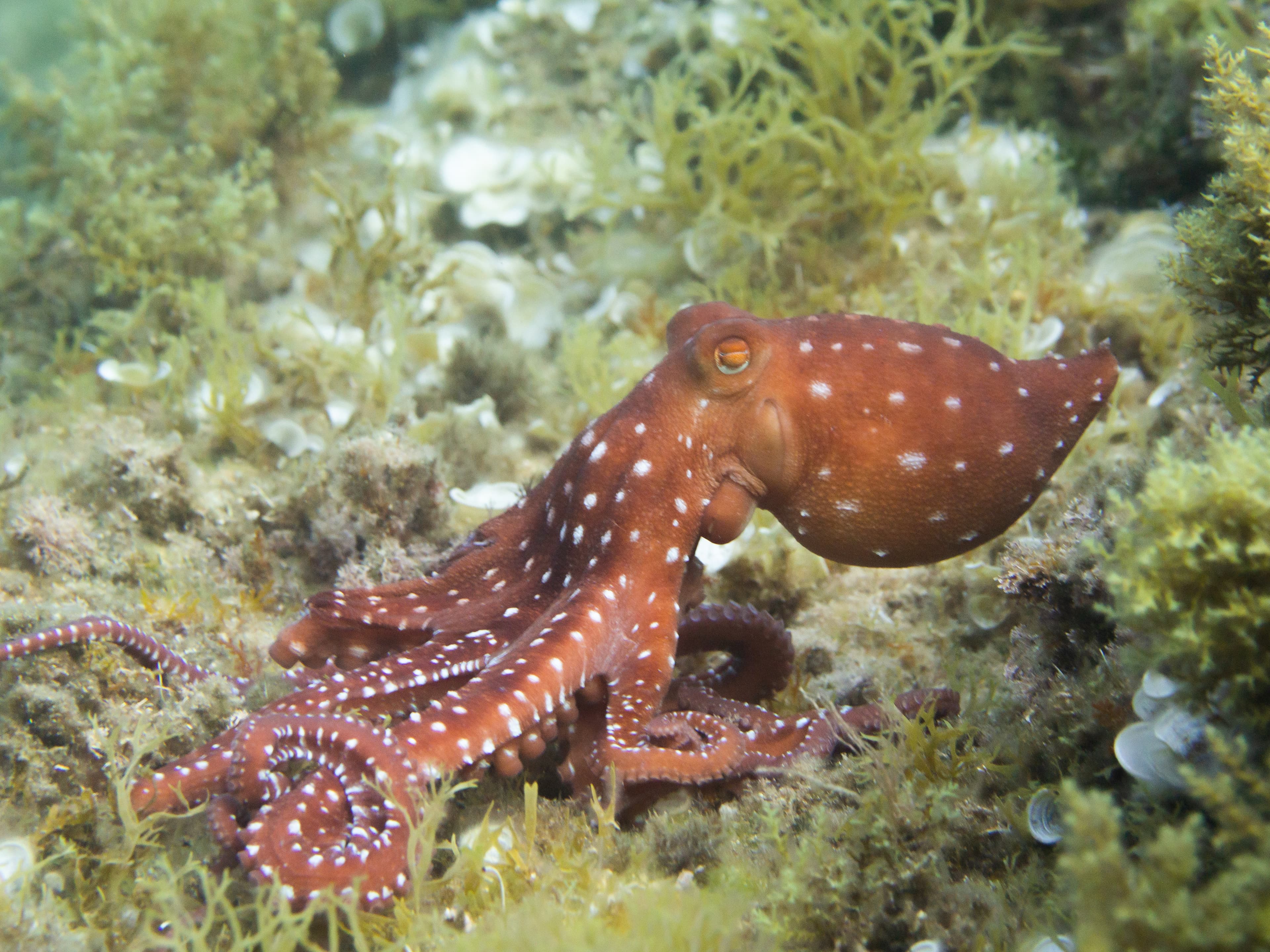 Atlantic White-Spotted Octopus (Callistoctopus macropus)