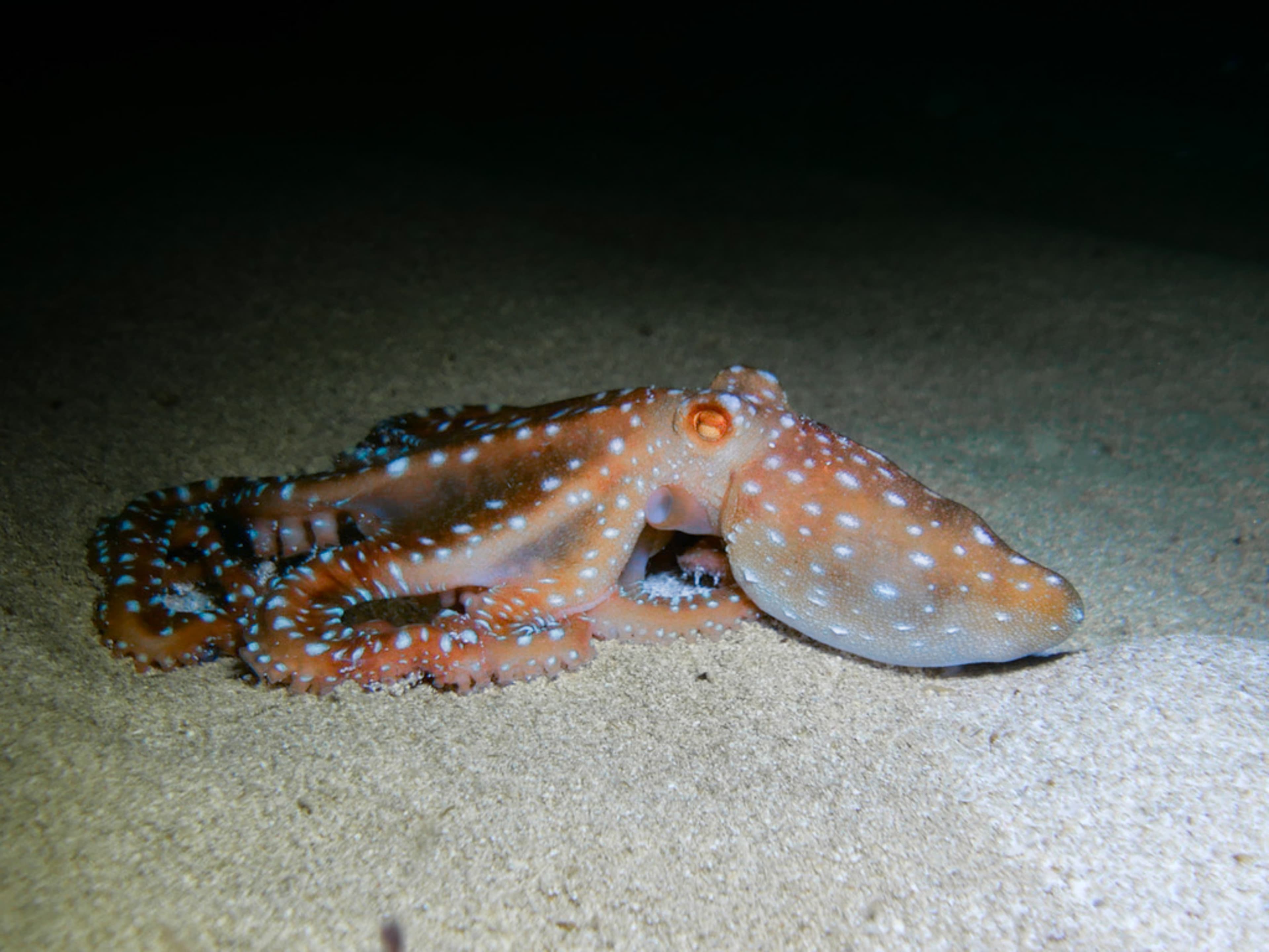 Atlantic White-Spotted Octopus (Callistoctopus macropus) from Cyprus