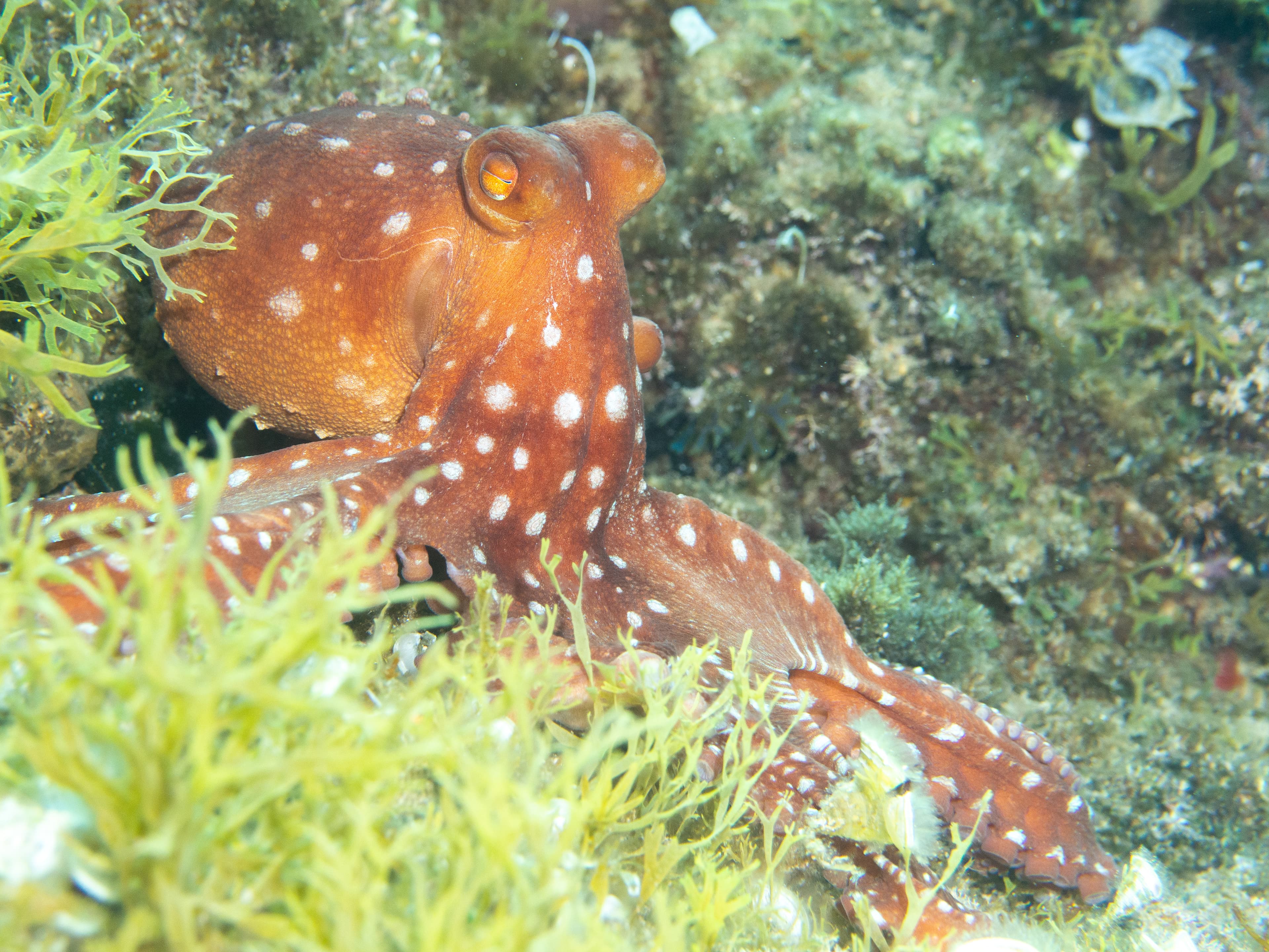 Atlantic White-Spotted Octopus (Callistoctopus macropus)