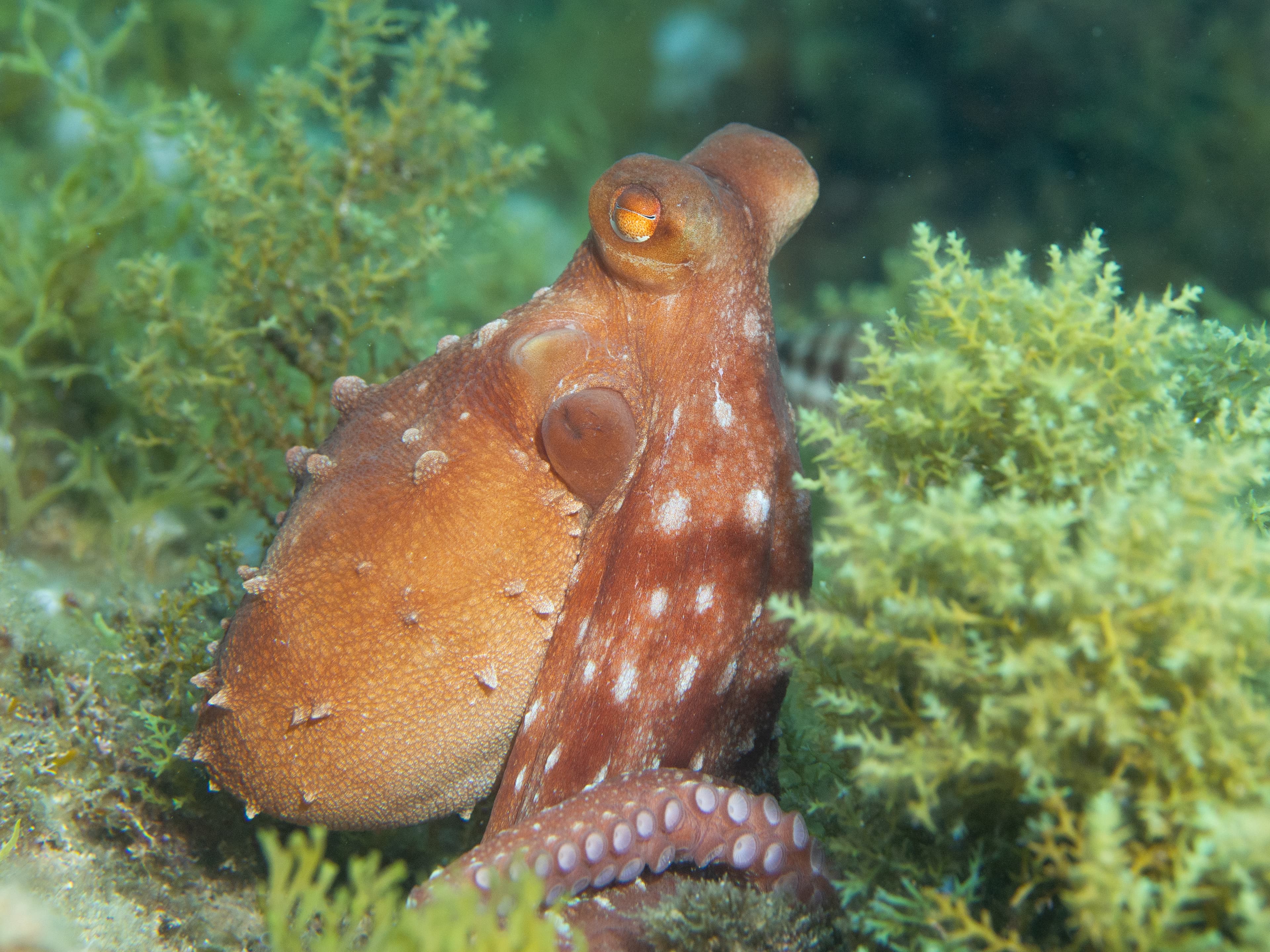 Atlantic White-Spotted Octopus (Callistoctopus macropus)