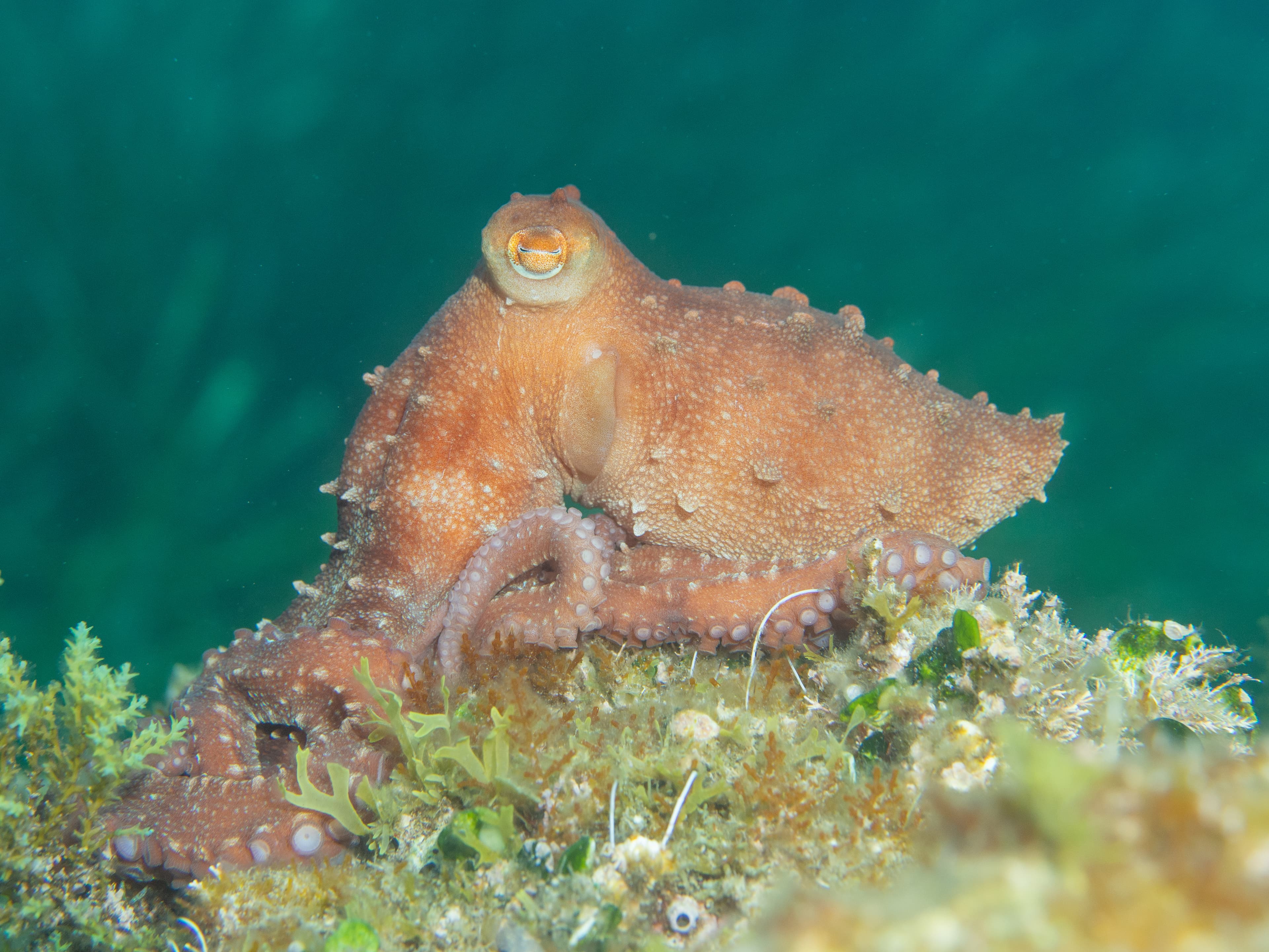 Atlantic White-Spotted Octopus (Callistoctopus macropus)