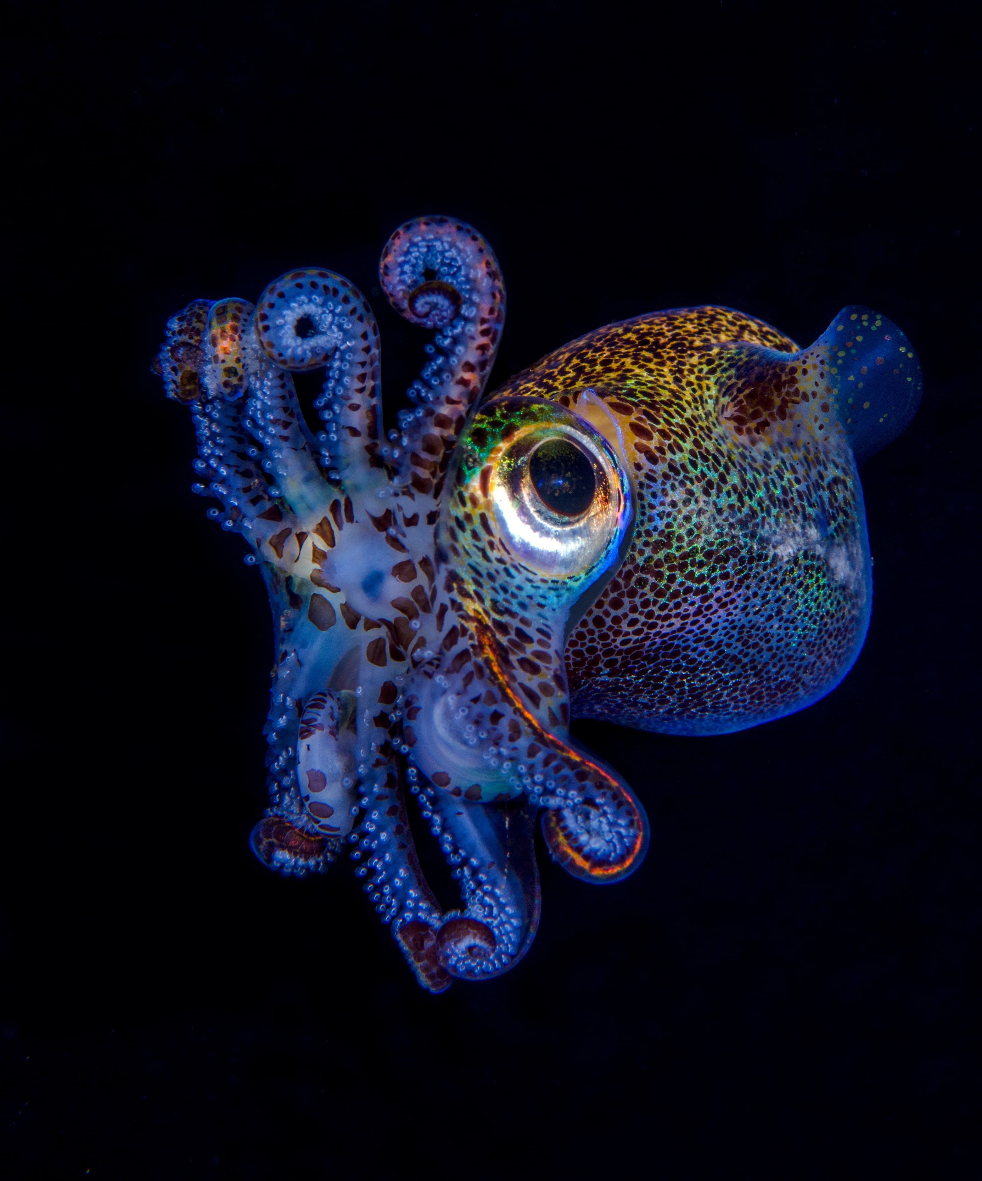 Berry's Bobtail Squid (Euprymna berryi) hunting in the night. Amazing underwater world of Tulamben, Bali, Indonesia