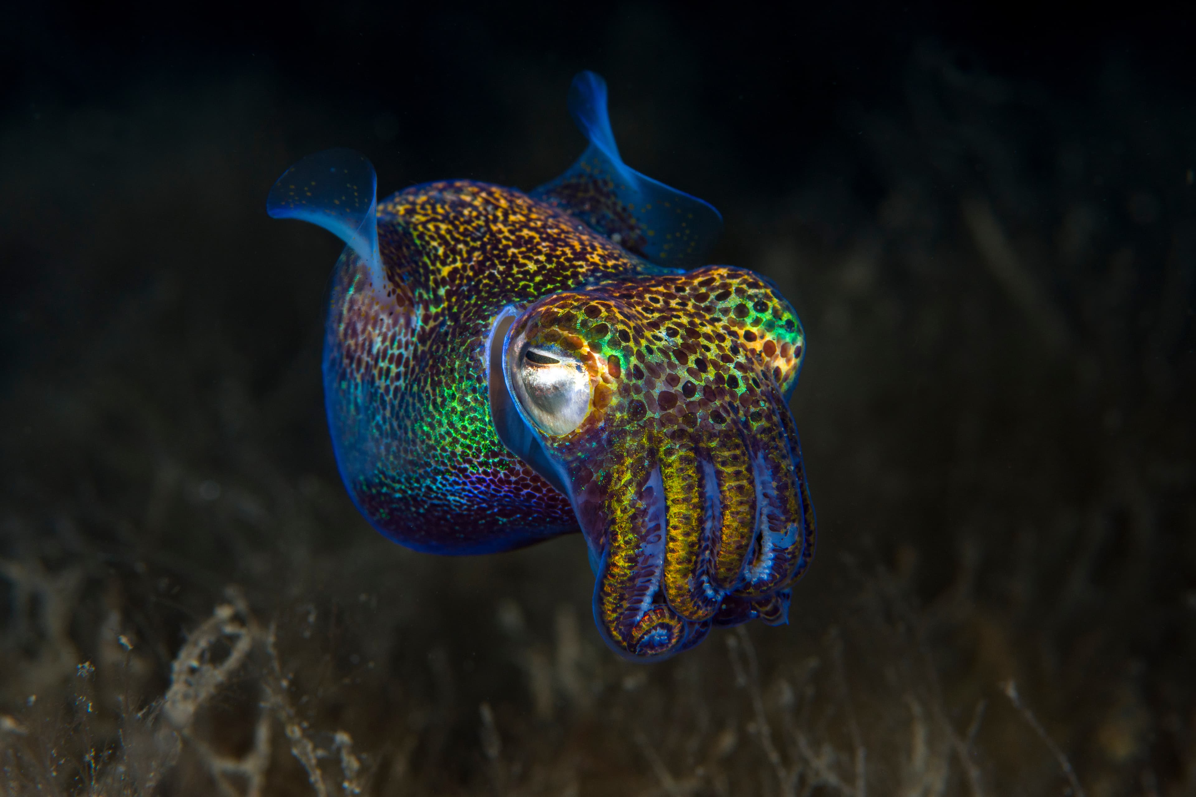 Berry's Bobtail Squid (Euprymna berryi) hunting in the night. Amazing underwater world of Tulamben, Bali, Indonesia